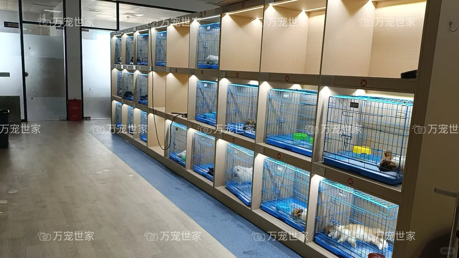 南昌靠谱宠物｜南昌宠物基地｜南昌买猫买狗