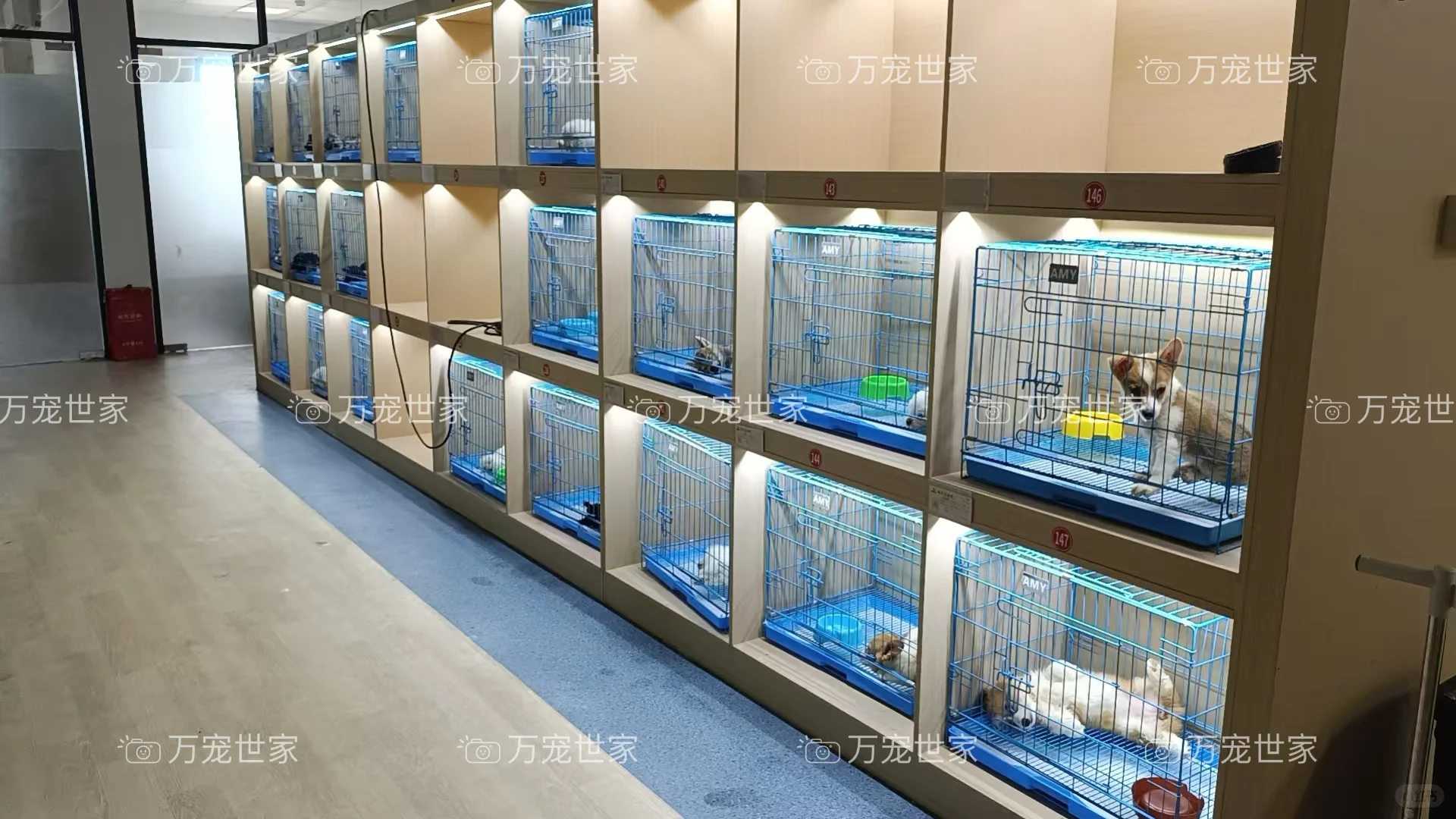 南昌靠谱宠物｜南昌宠物基地｜南昌买猫买狗