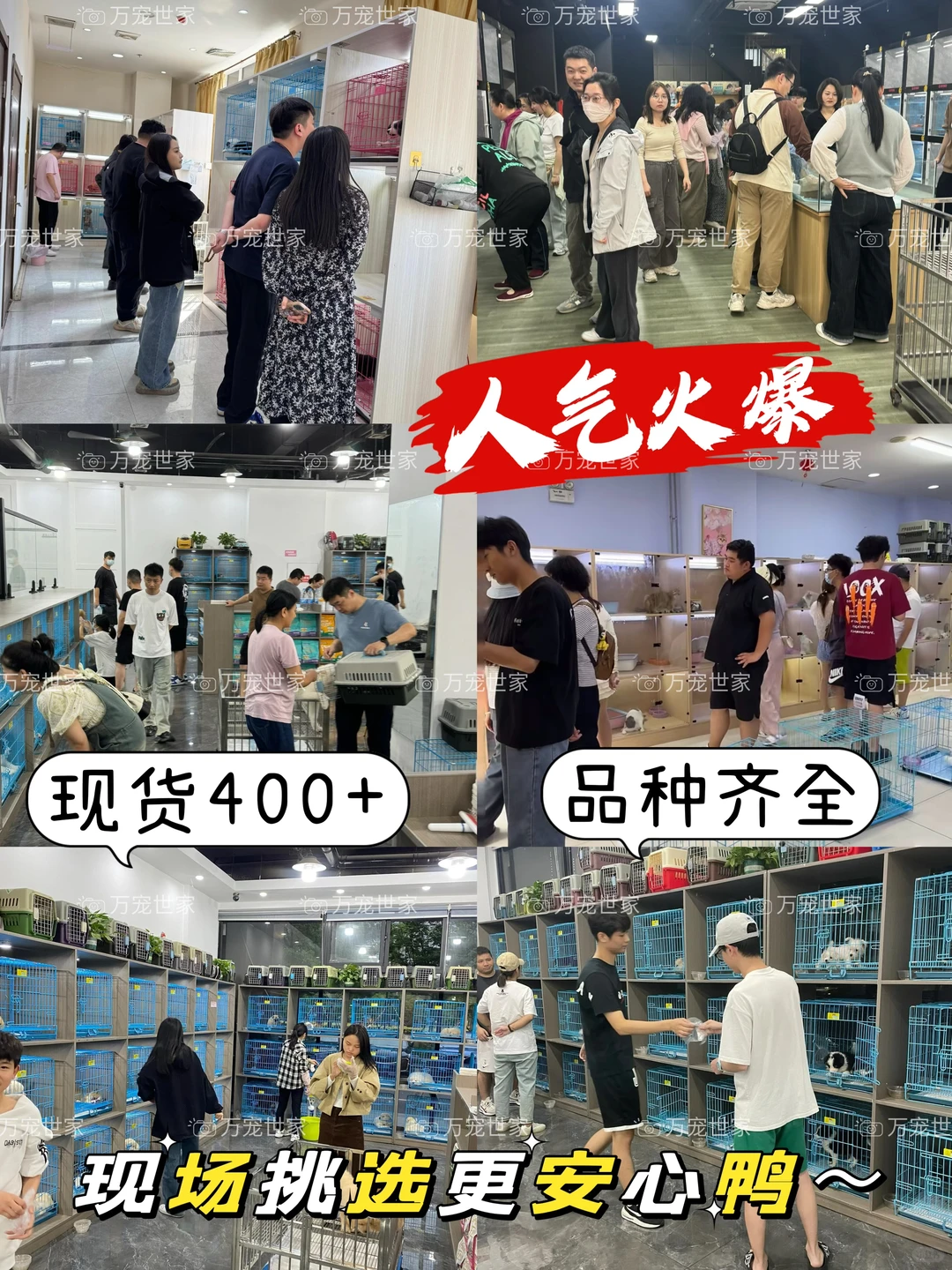 南昌靠谱宠物｜南昌宠物基地｜南昌买猫买狗