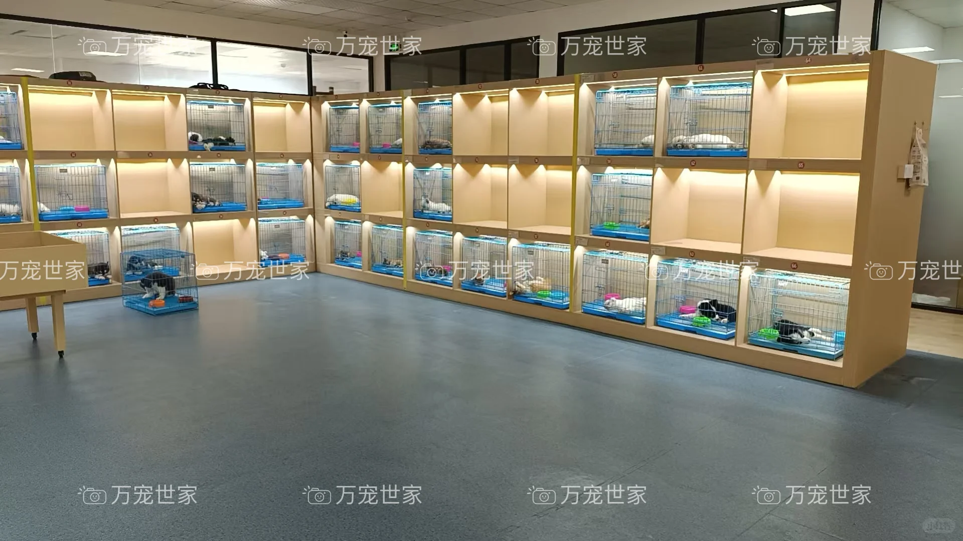 南昌靠谱宠物｜南昌宠物基地｜南昌买猫买狗