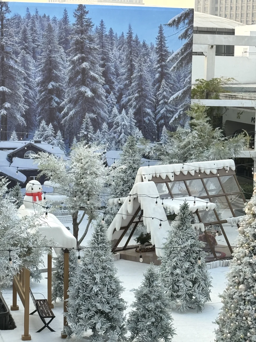 南昌坠坠坠坠坠大的圣诞树出现了🎄