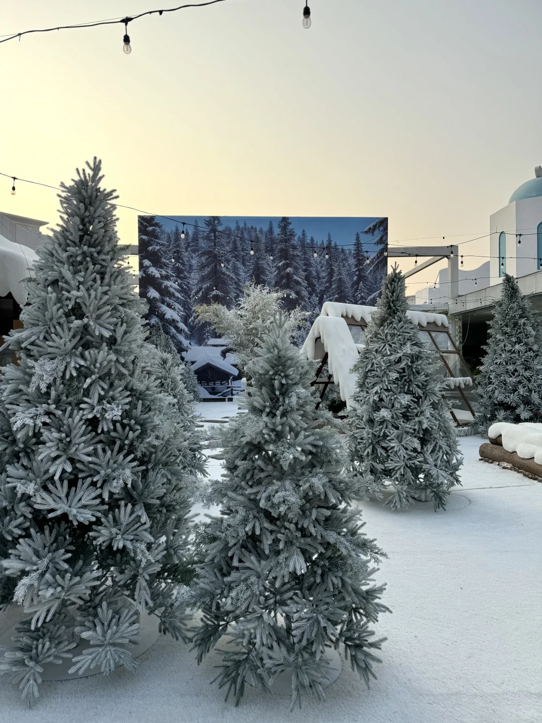 南昌坠坠坠坠坠大的圣诞树出现了🎄