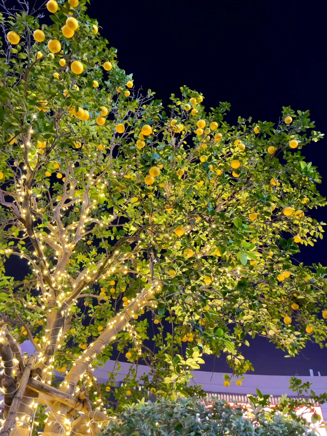 Live实况🎄南昌万象城直接把圣诞氛围拉满❄️