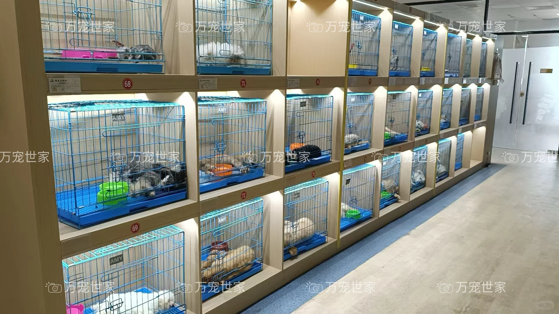 南昌靠谱宠物｜南昌宠物基地｜南昌买猫买狗