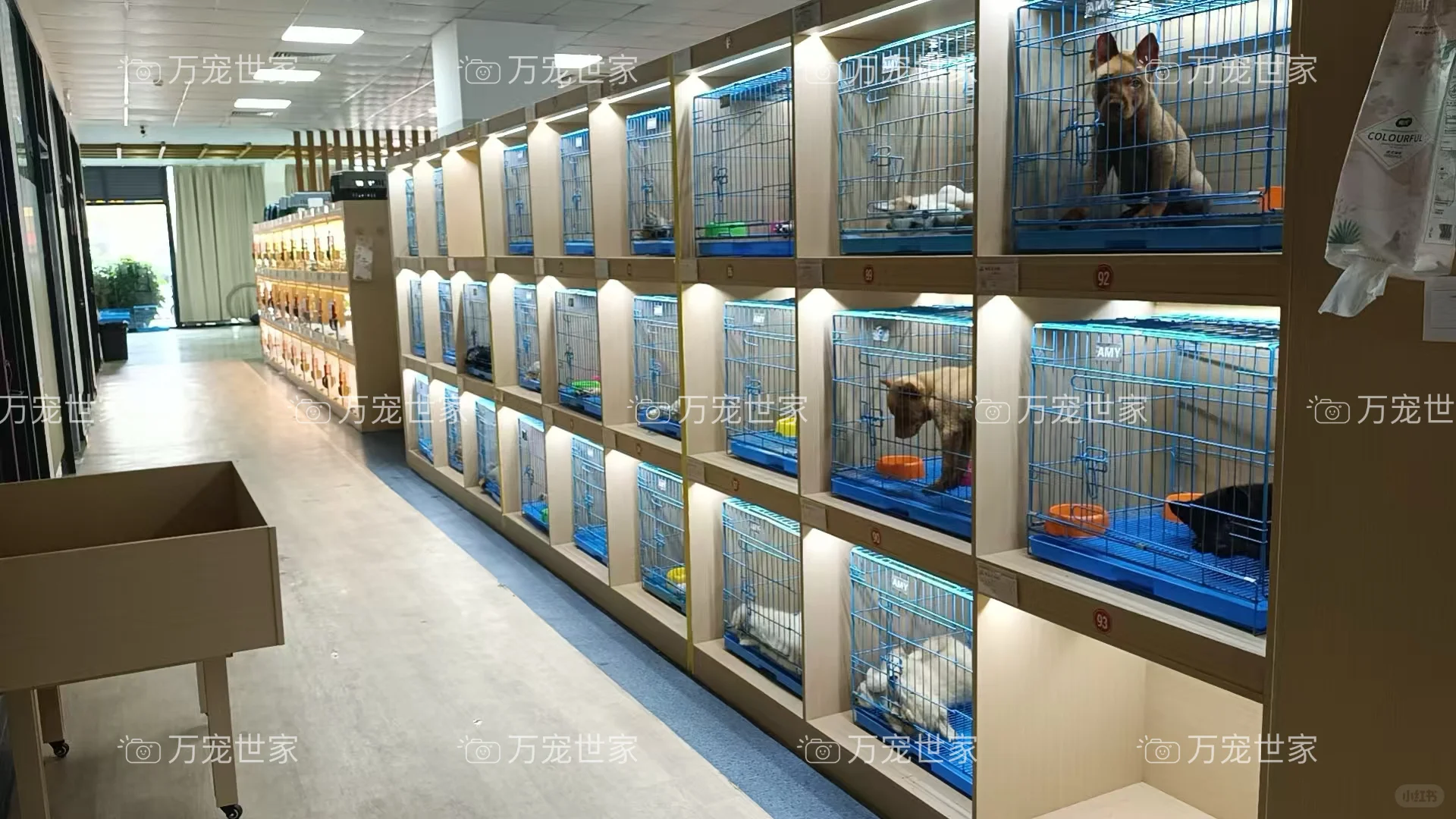 南昌靠谱宠物｜南昌宠物基地｜南昌买猫买狗