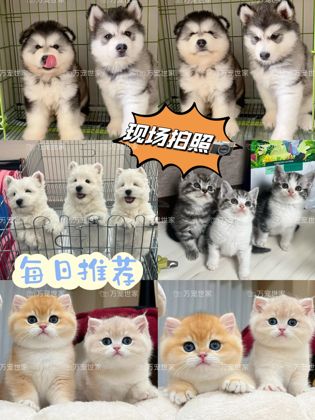 南昌靠谱宠物｜南昌宠物基地｜南昌买猫买狗