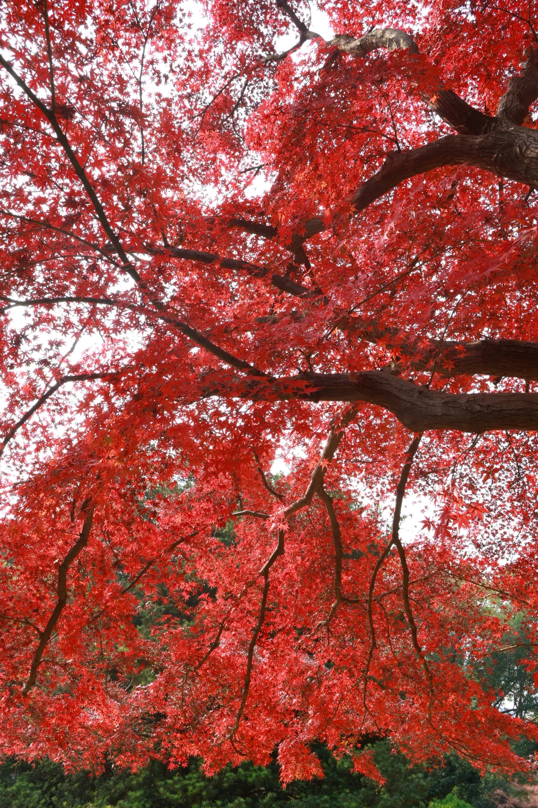 南昌人民公园打卡
