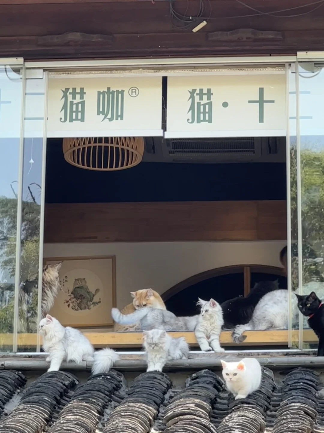 苏州初夏新绿甩京都几条街🌱一日citywalk
