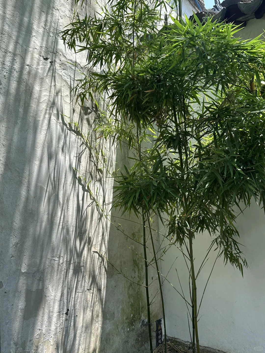 苏州初夏新绿甩京都几条街🌱一日citywalk