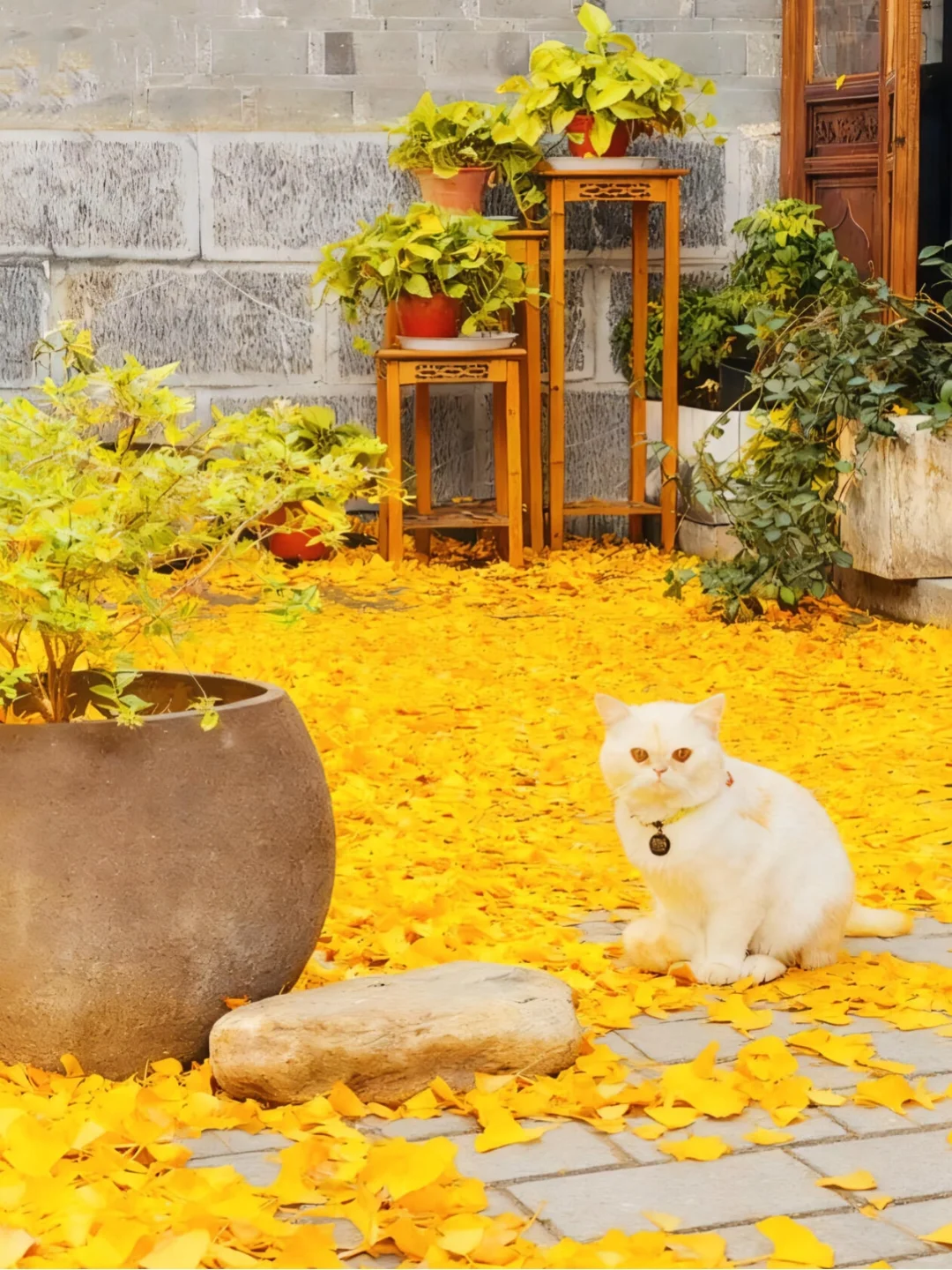 来南京住我家吧！99俩人😭（11.19开始空