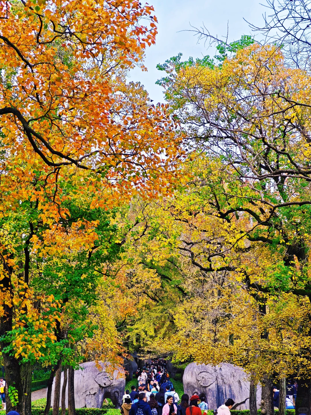 📸南京赏秋进度播报！11.10-11.16推荐