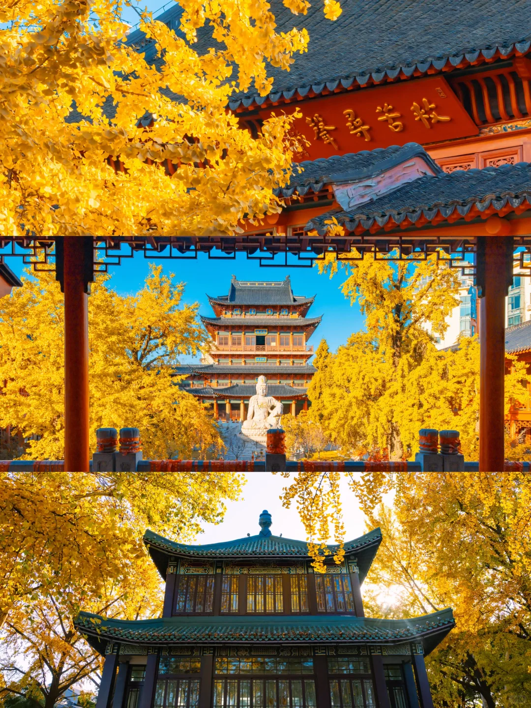 我宣布！没有一个城市比南京更懂得秋天❗️