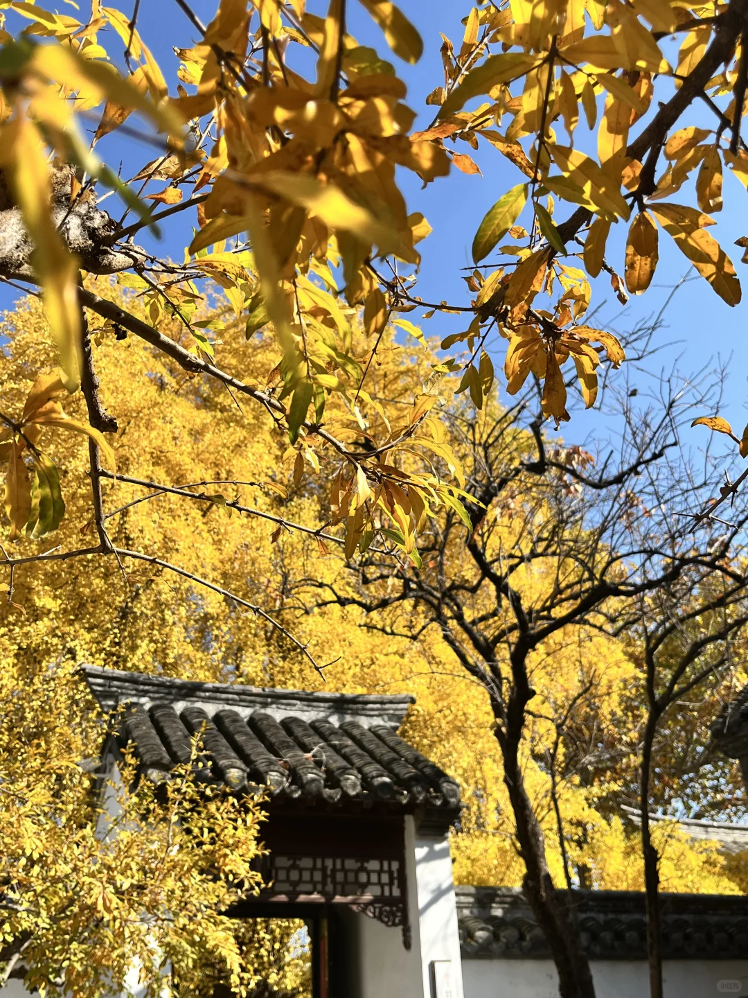 徐州 500年银杏树 最佳“赏味期”还有一周