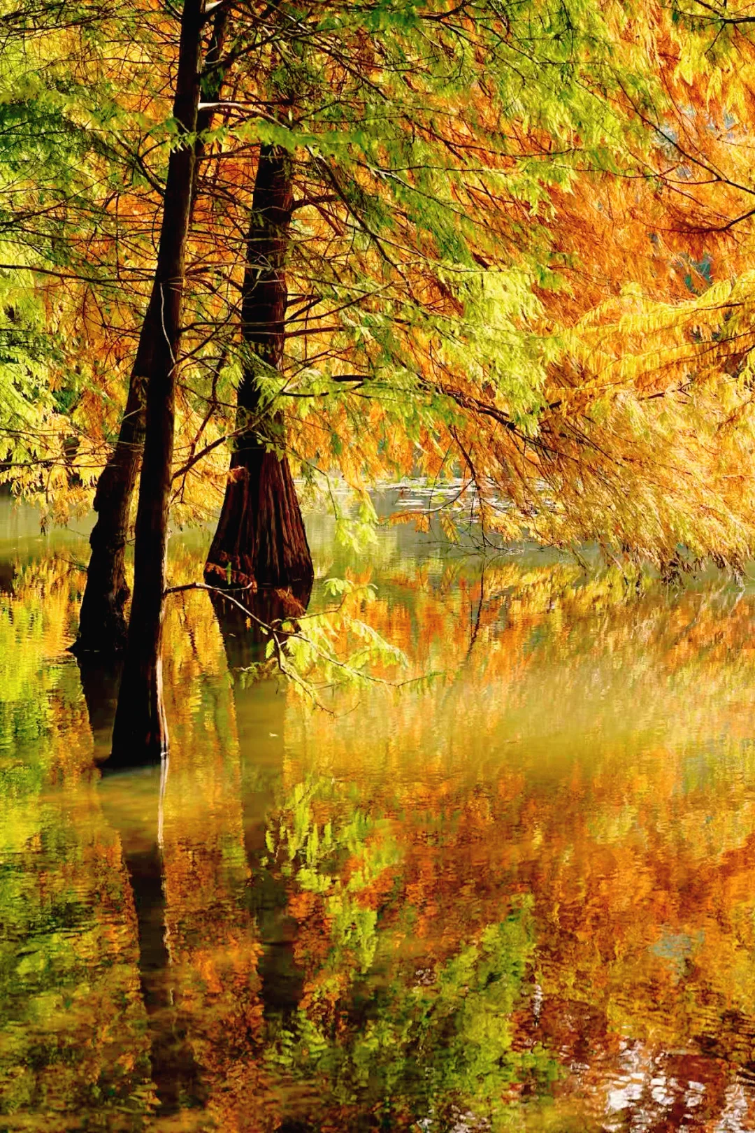 11.10实拍｜在明孝陵抬头看树时被美哭了😭