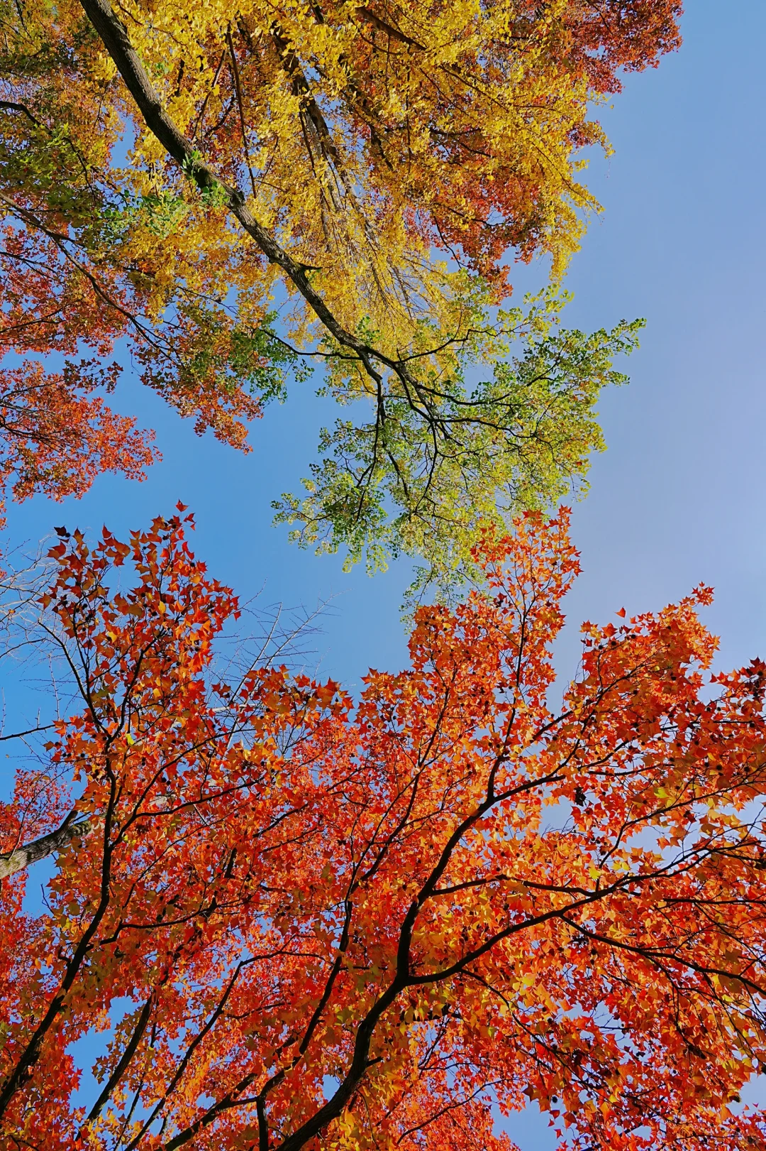 11.10实拍｜在明孝陵抬头看树时被美哭了😭
