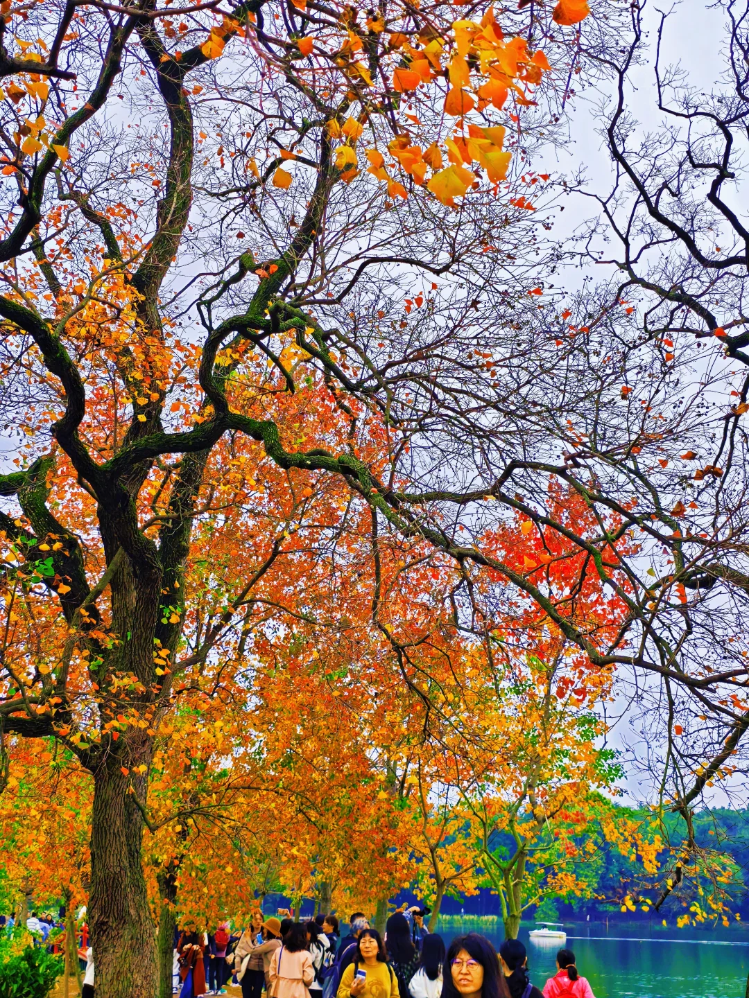 📸南京赏秋进度播报！11.10-11.16推荐