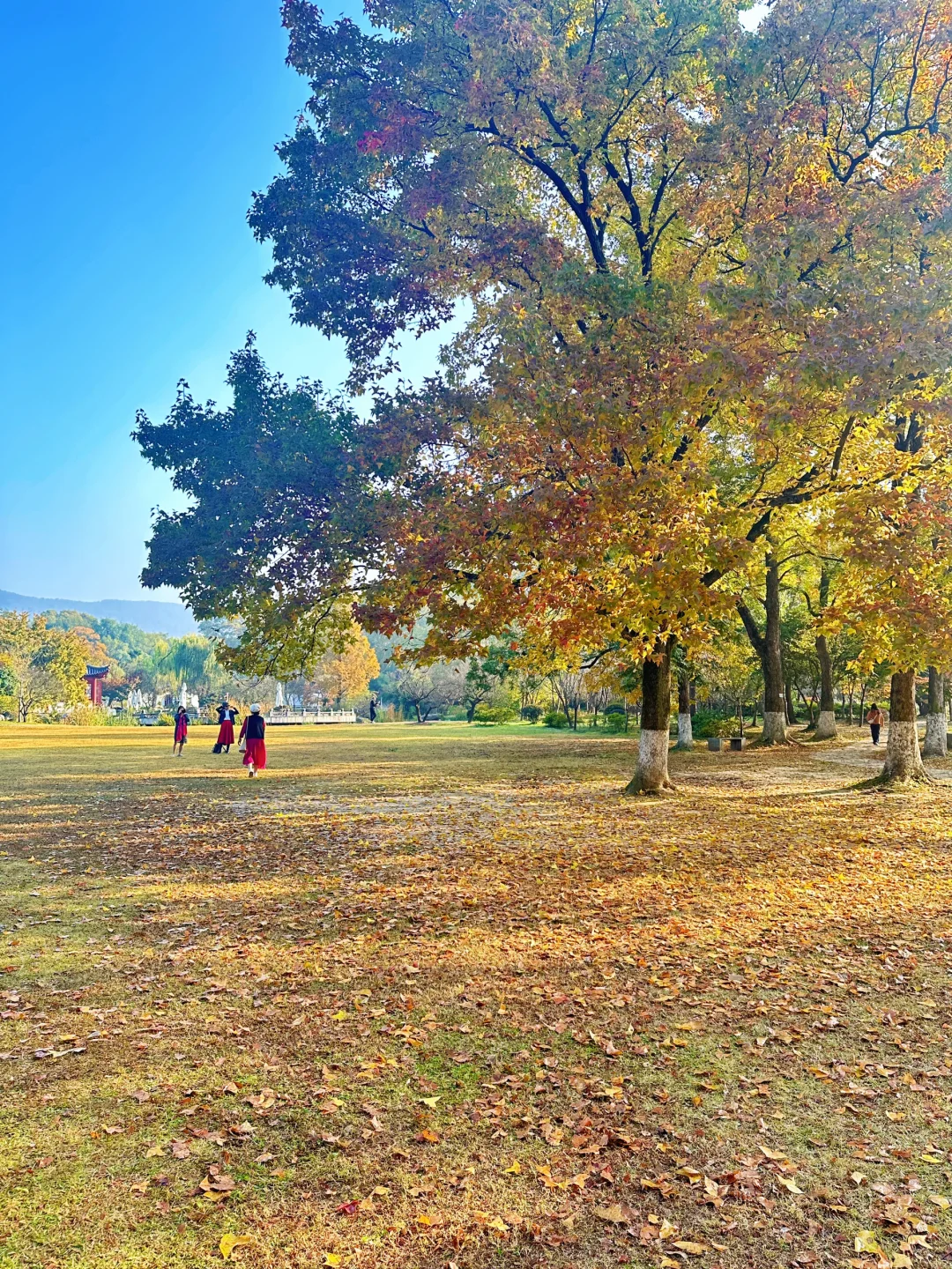 11.12明孝陵：绝美就是这几天，一定要去！