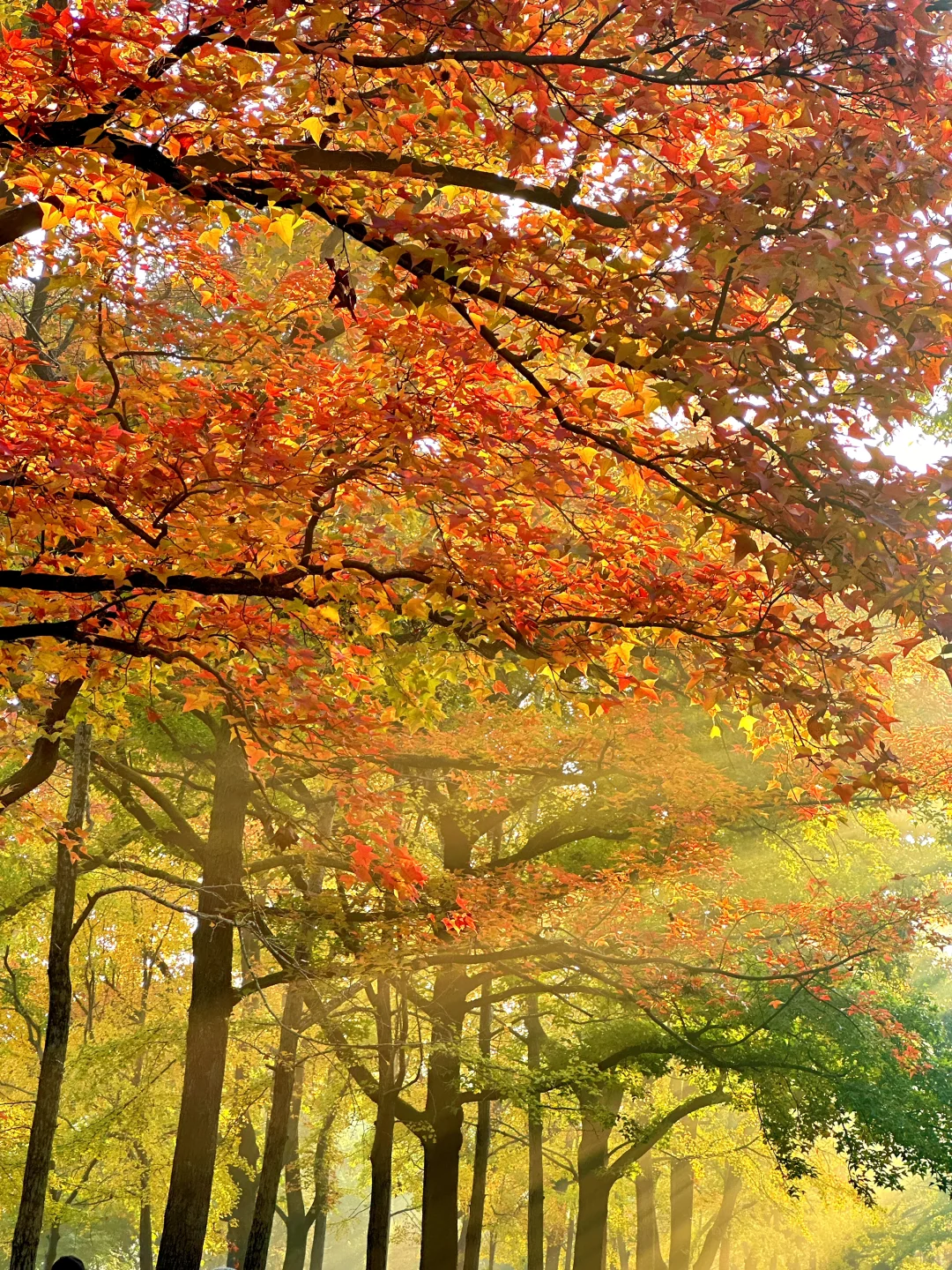 11.12明孝陵：绝美就是这几天，一定要去！