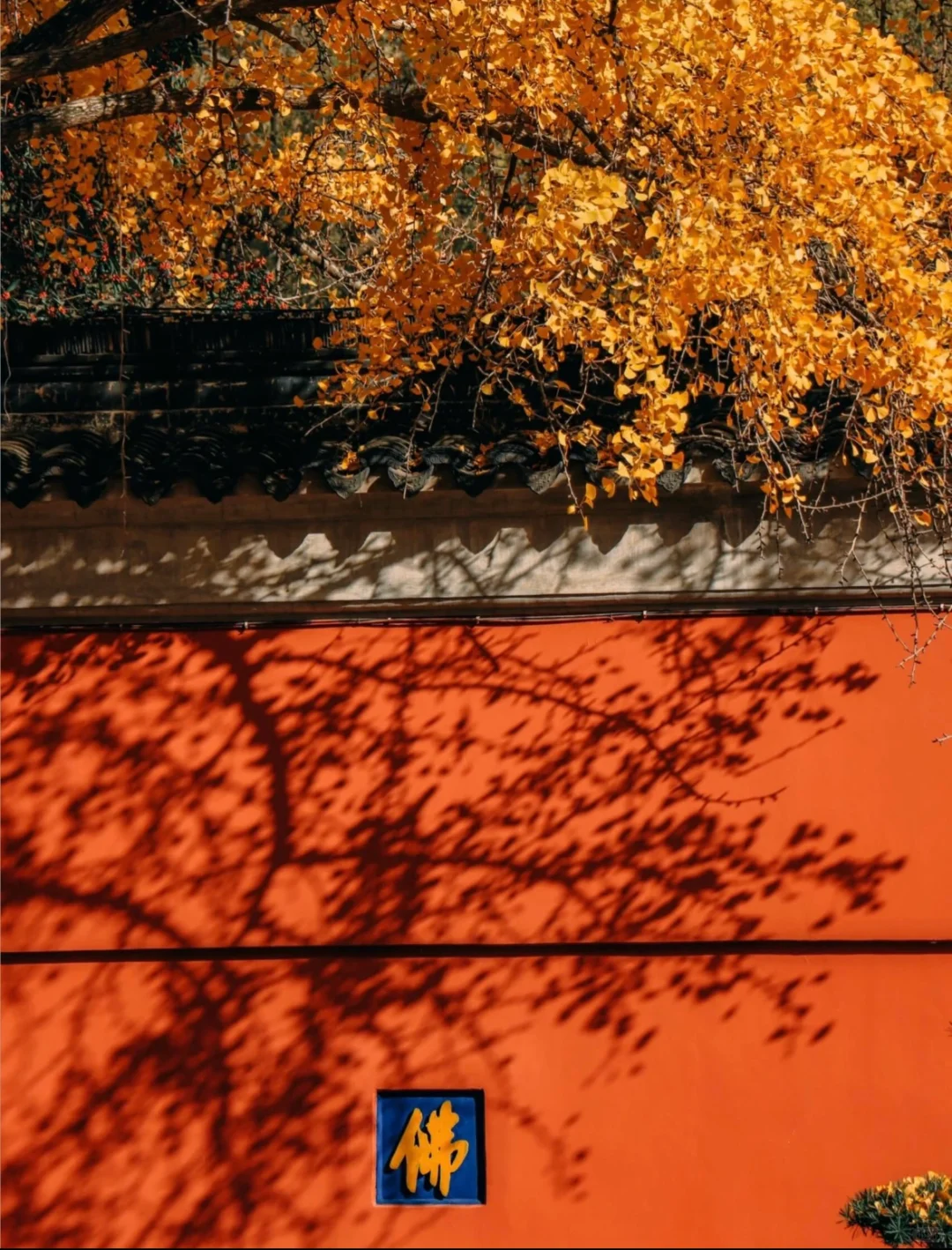 一句梧桐美，种满南京城🍂