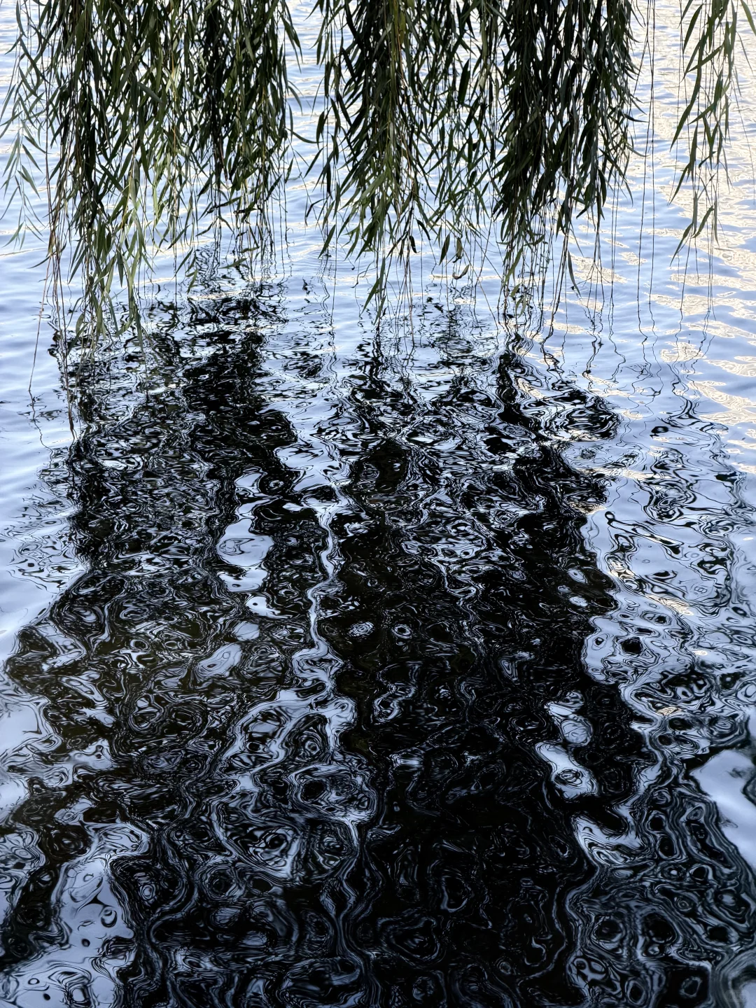 这颗银杏树等了你五百年