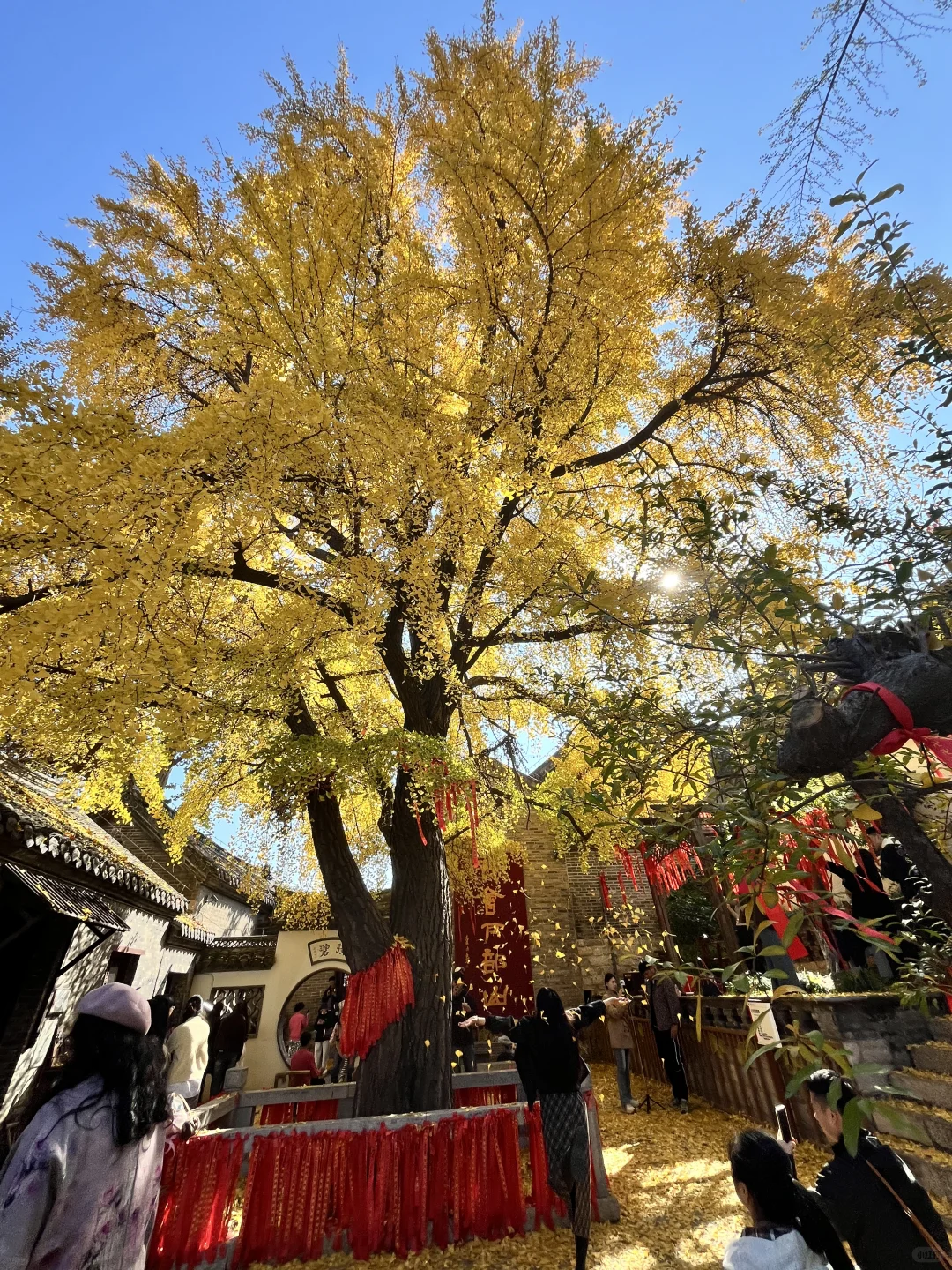 徐州 500年银杏树 最佳“赏味期”还有一周