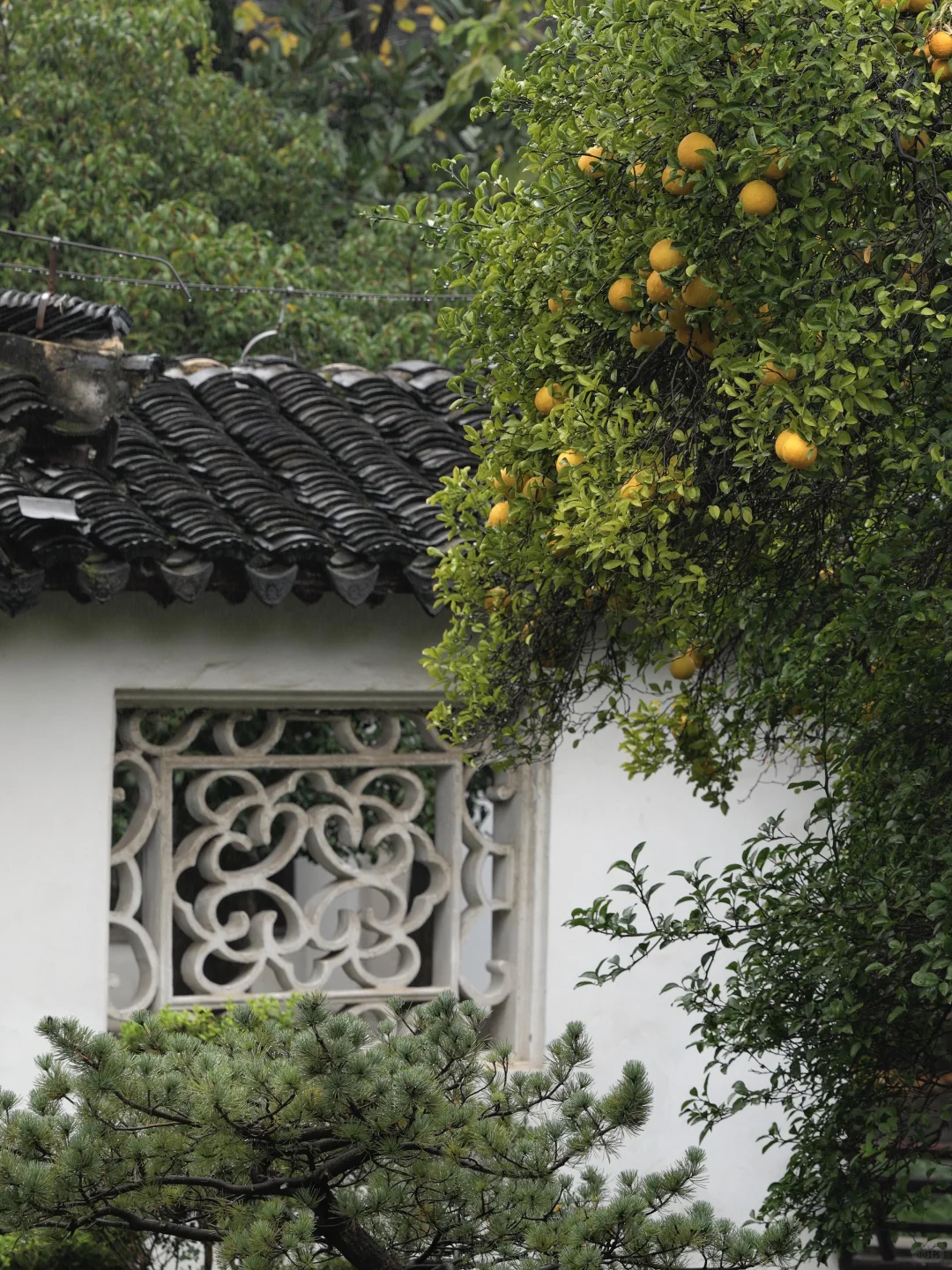 为了这棵树，我赶回了南京