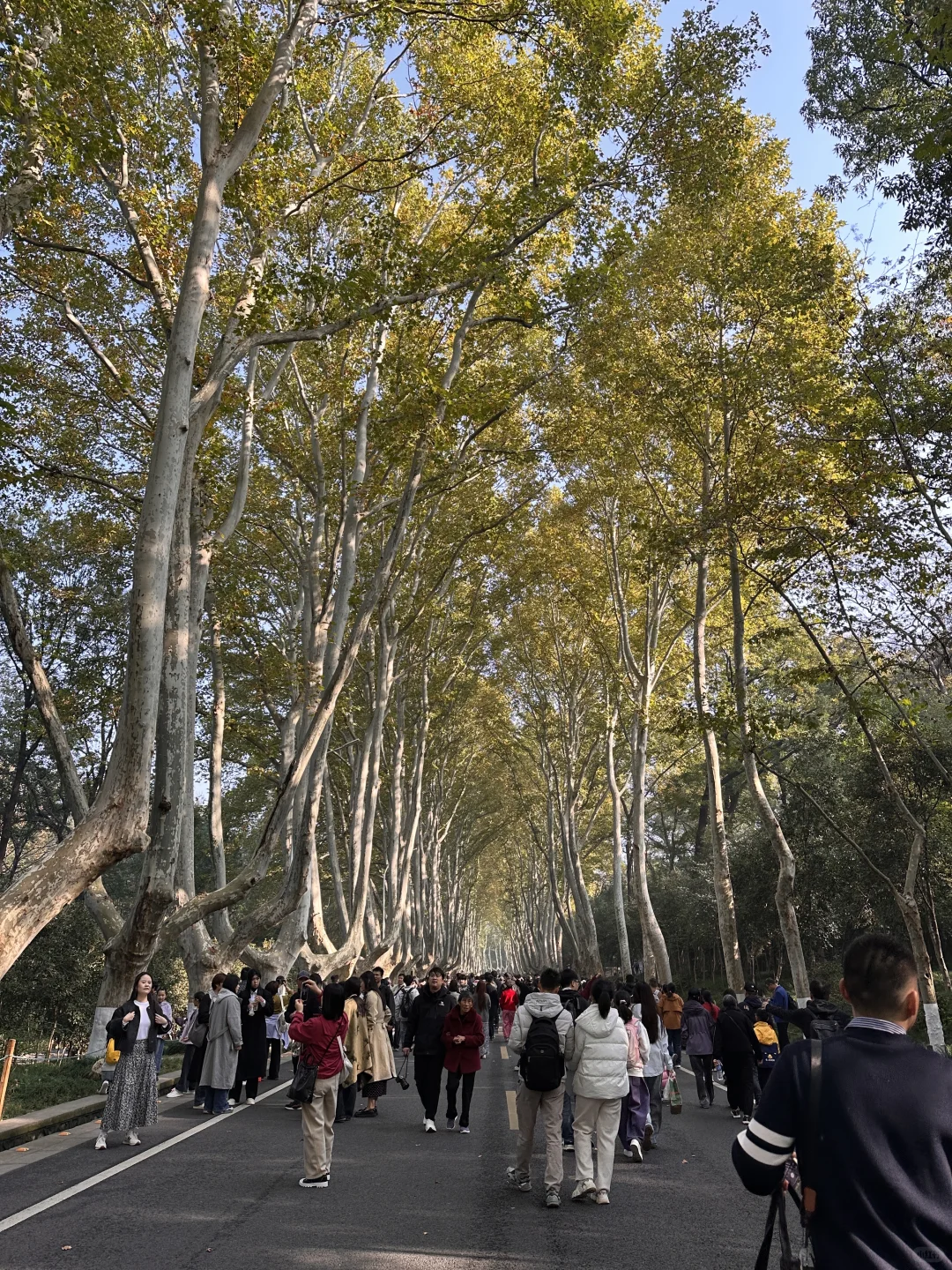 11.14实拍live🔥南京梧桐大道黄叶进度50%