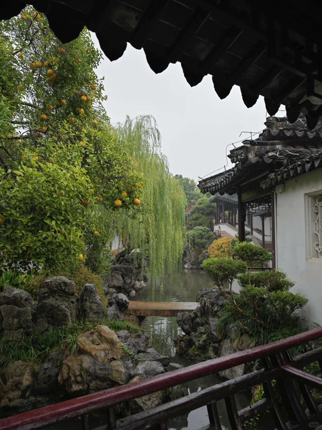 为了这棵树，我赶回了南京