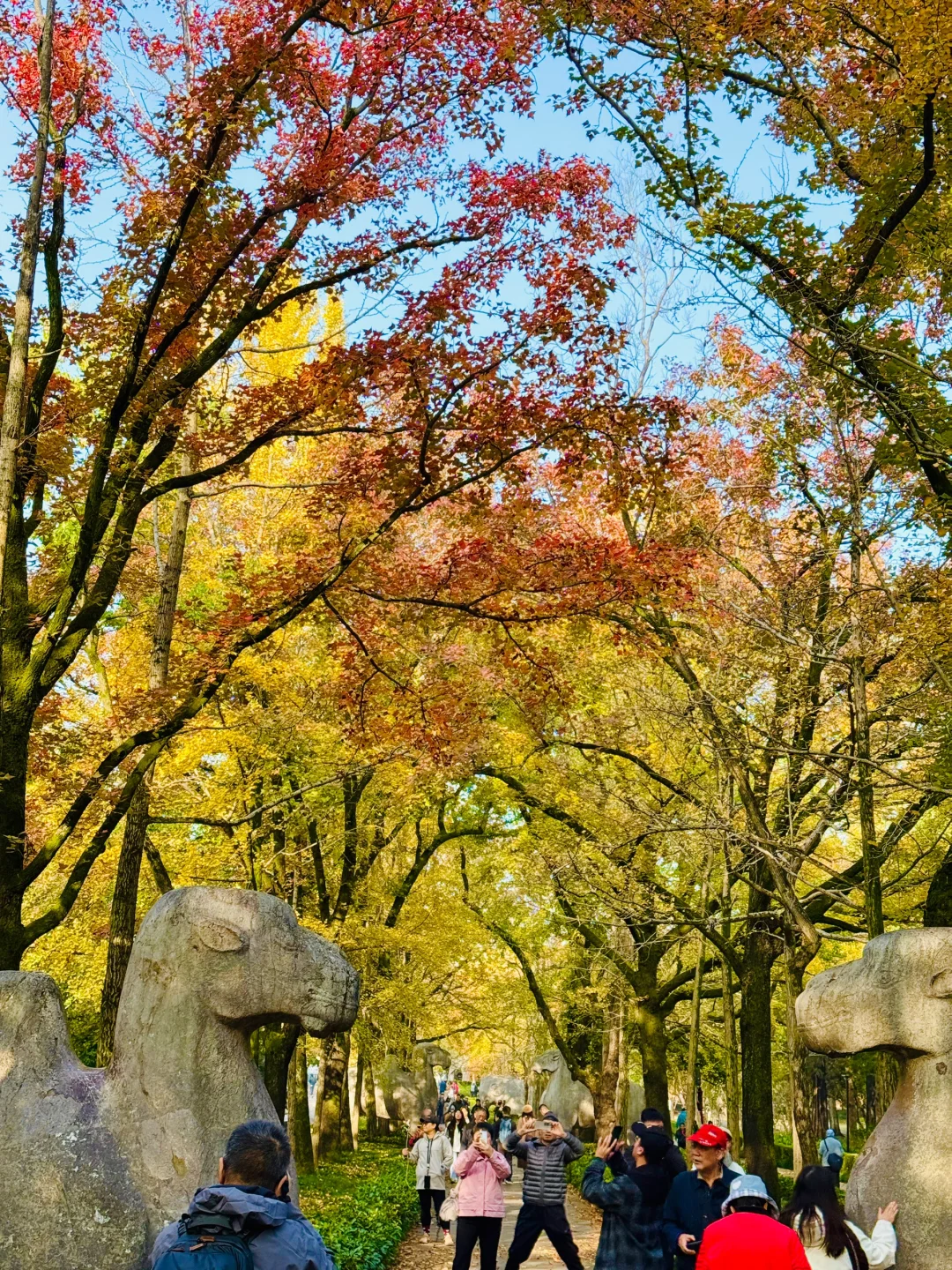 2025.11.10 | 南京明孝陵美爆了！！！！！！！！！