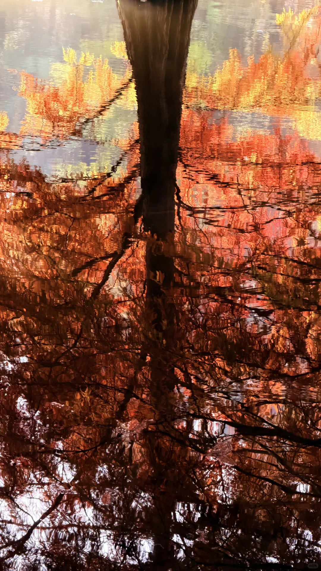 11.14实况|南京燕雀湖的落羽杉杀疯了！！！！