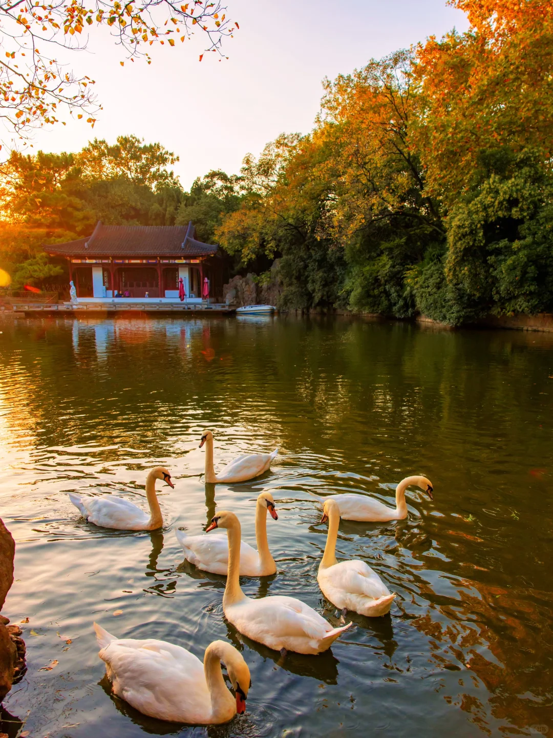 我宣布！没有一个城市比南京更懂得秋天❗️