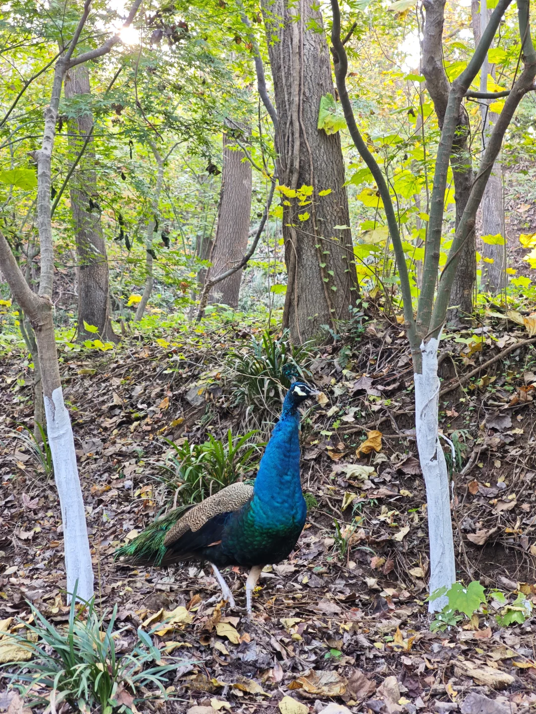 💥红啦！南京栖霞山免费赏枫指南来啦