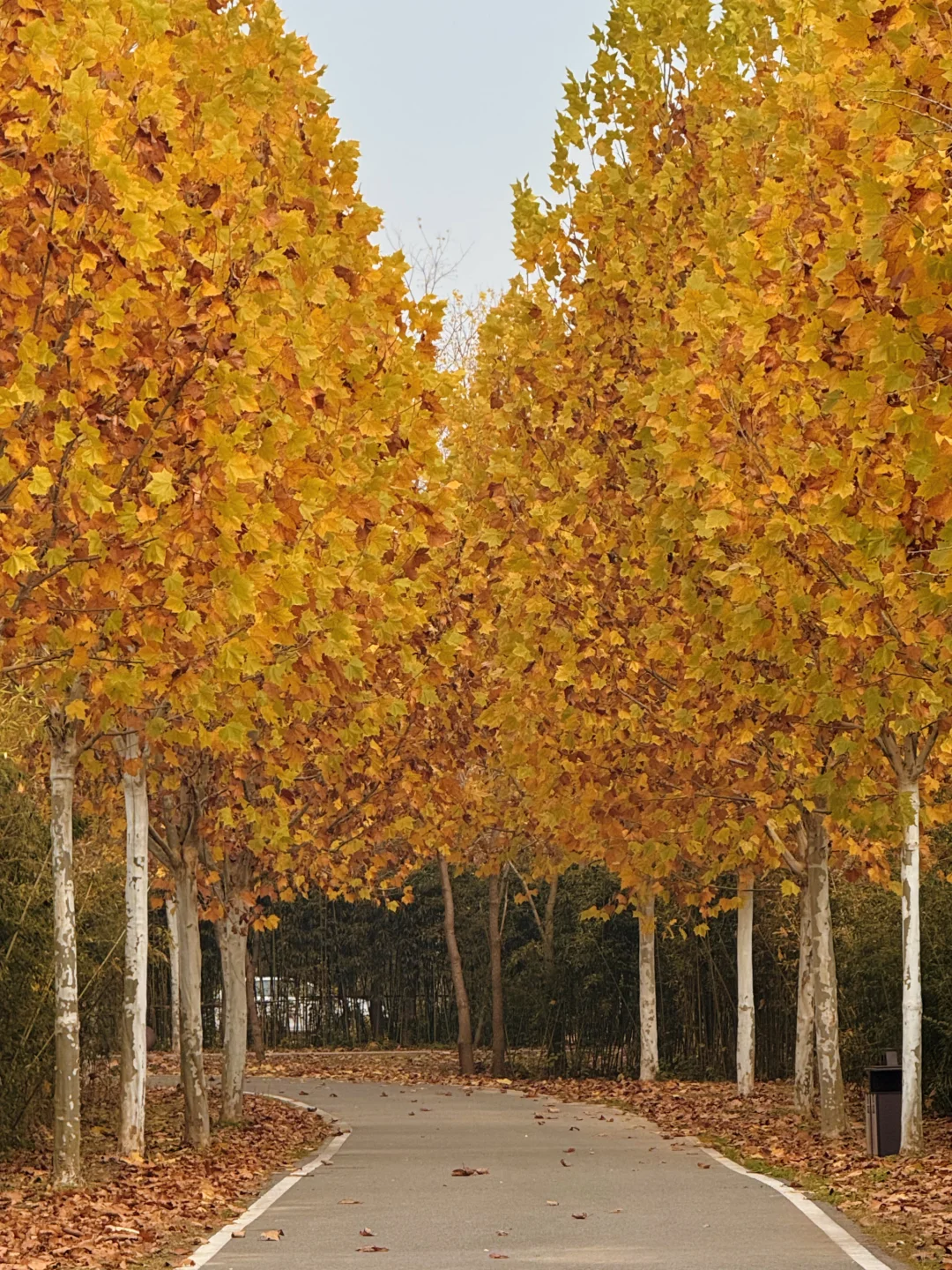不是南京！徐州梧桐大道杀疯了！！！！！！