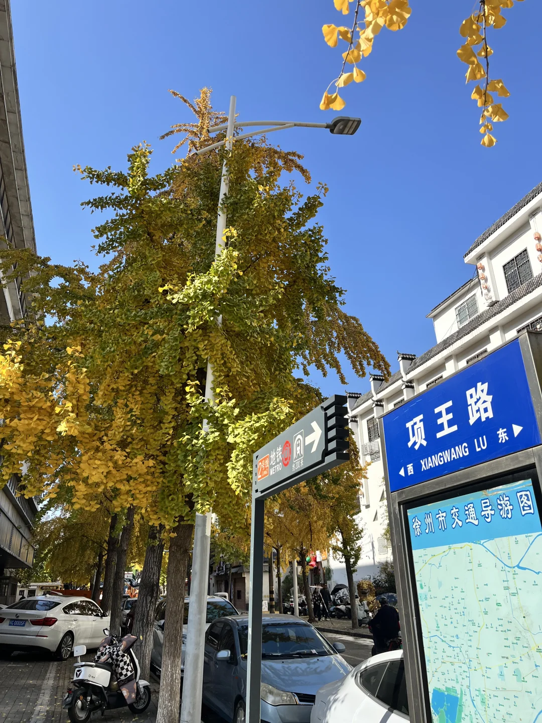 徐州 500年银杏树 最佳“赏味期”还有一周