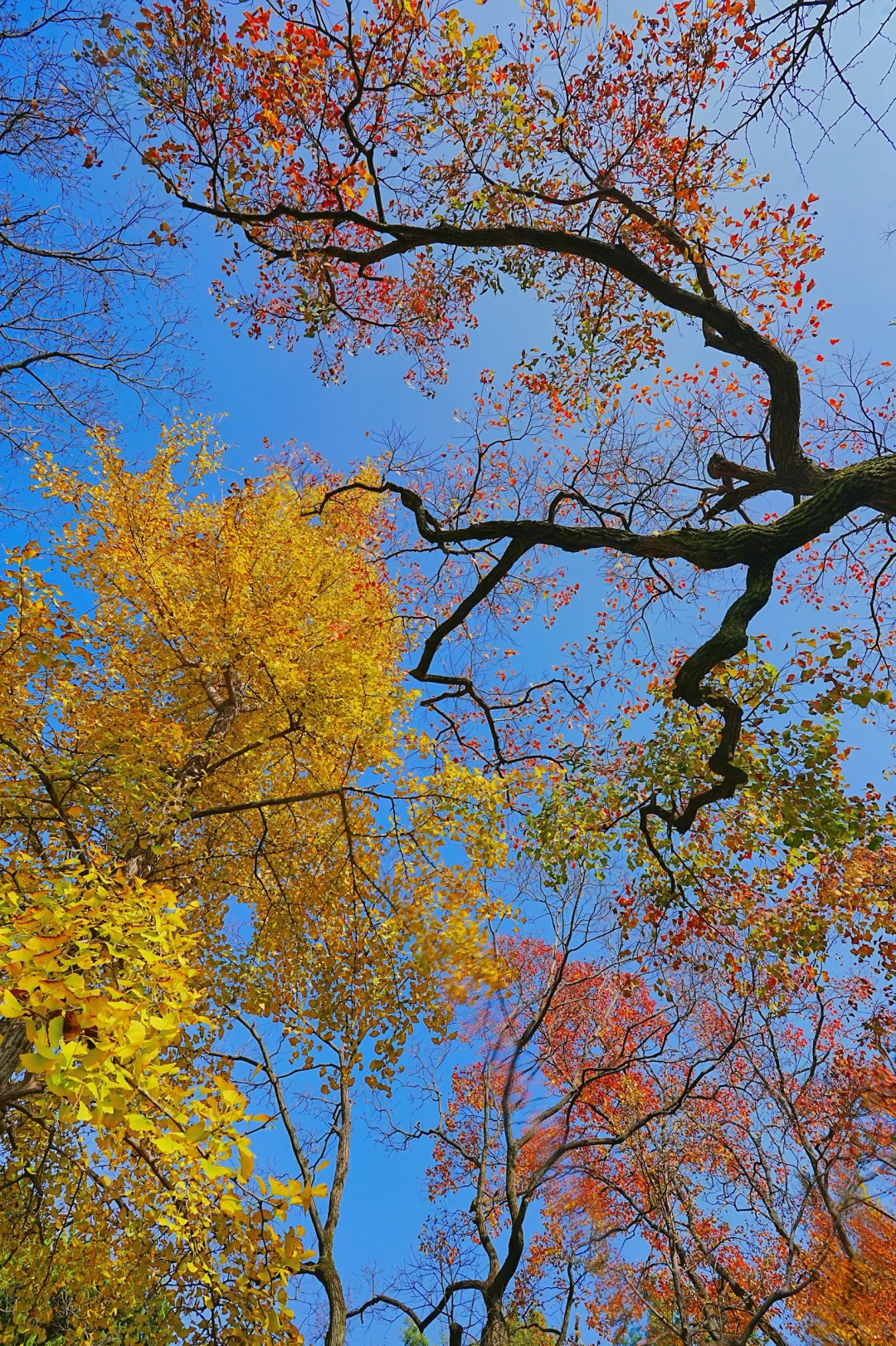 11.10实拍｜在明孝陵抬头看树时被美哭了😭