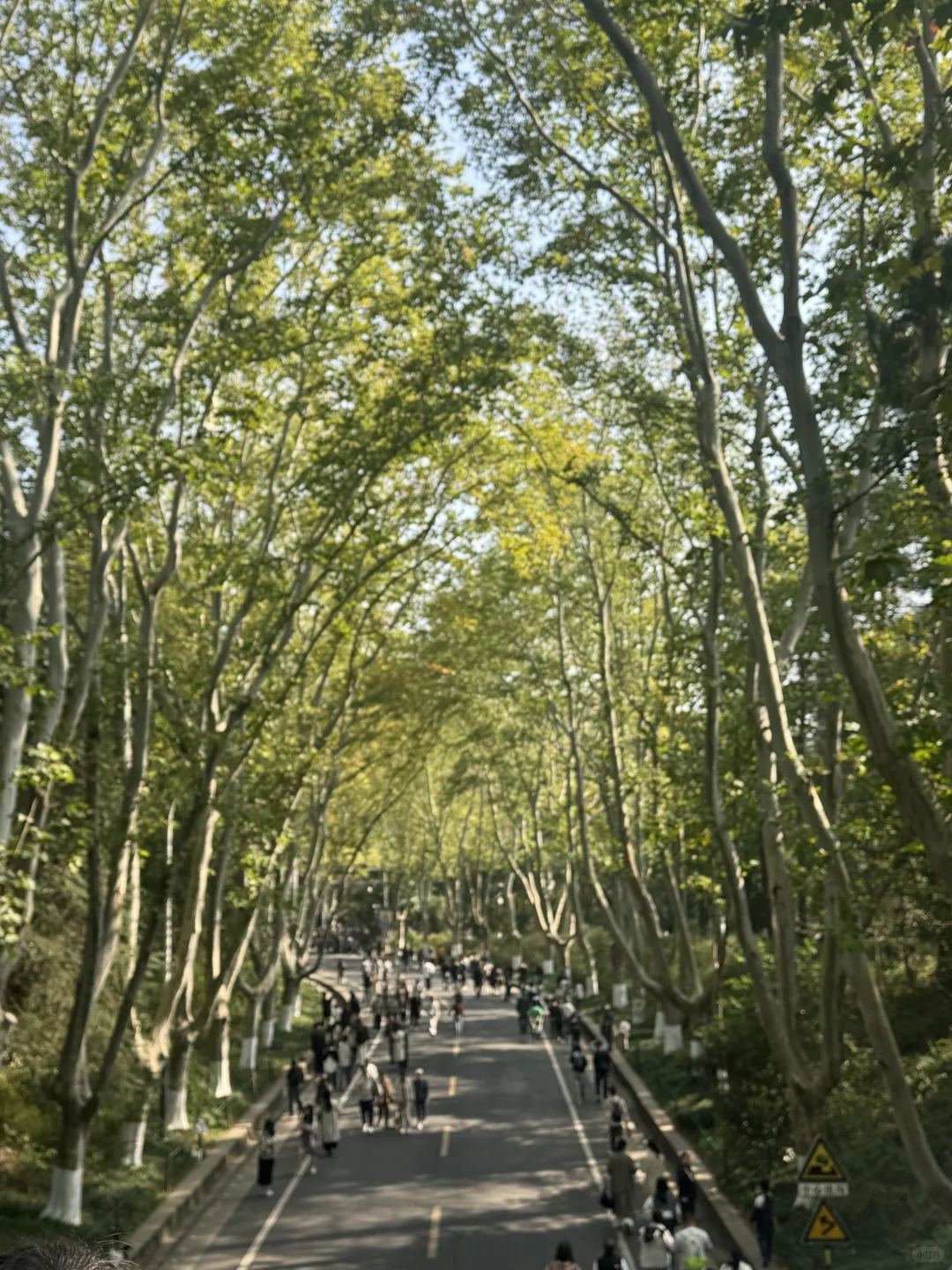 11.13南京今天的梧桐大道实况