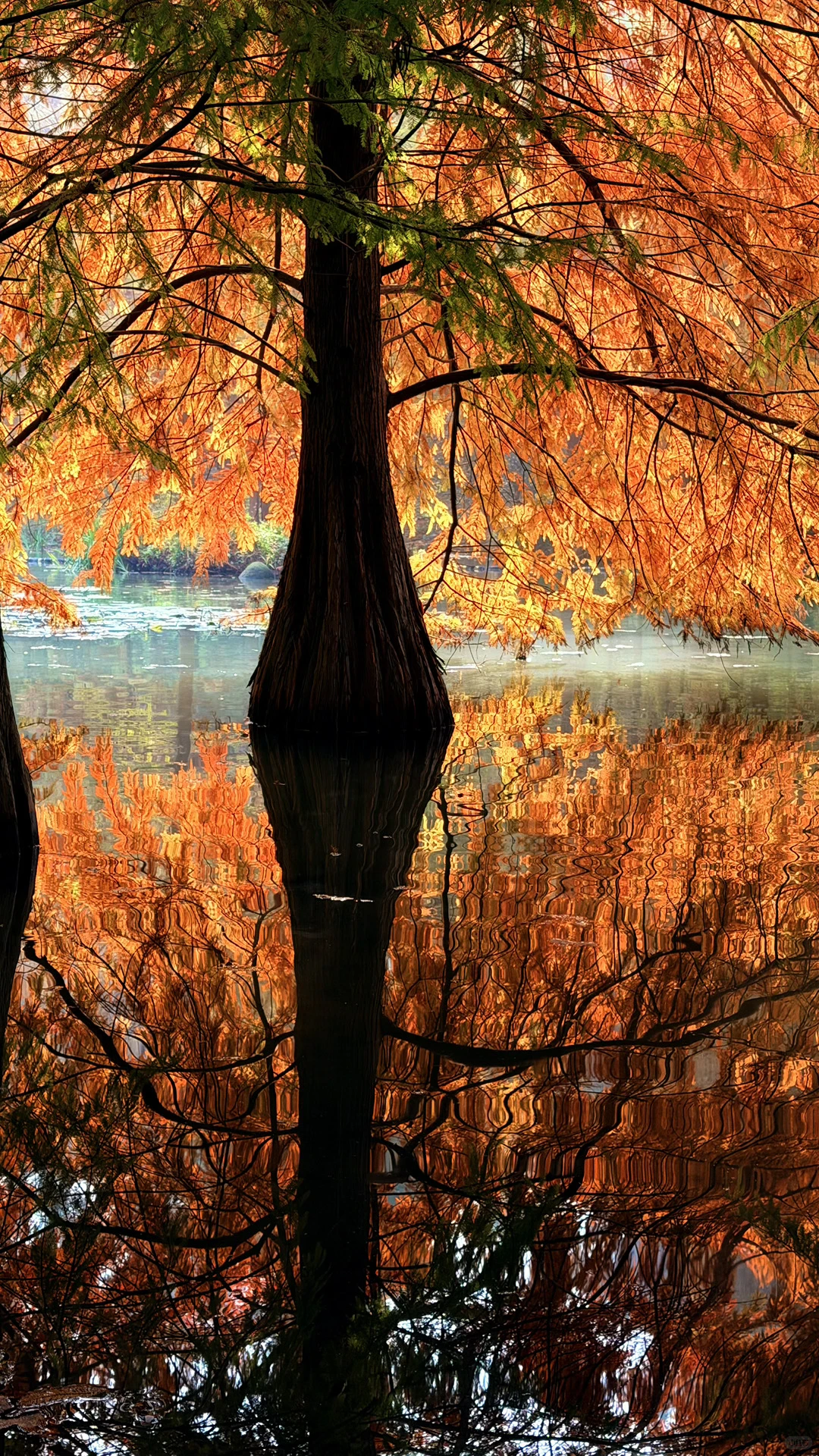 11.14实况|南京燕雀湖的落羽杉杀疯了！！！！