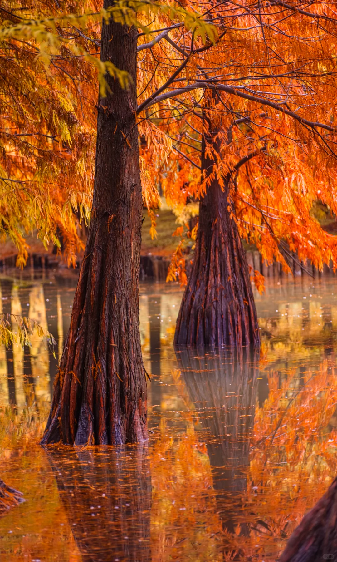 接下来10天，没有一座城市比南京更懂秋天🍂