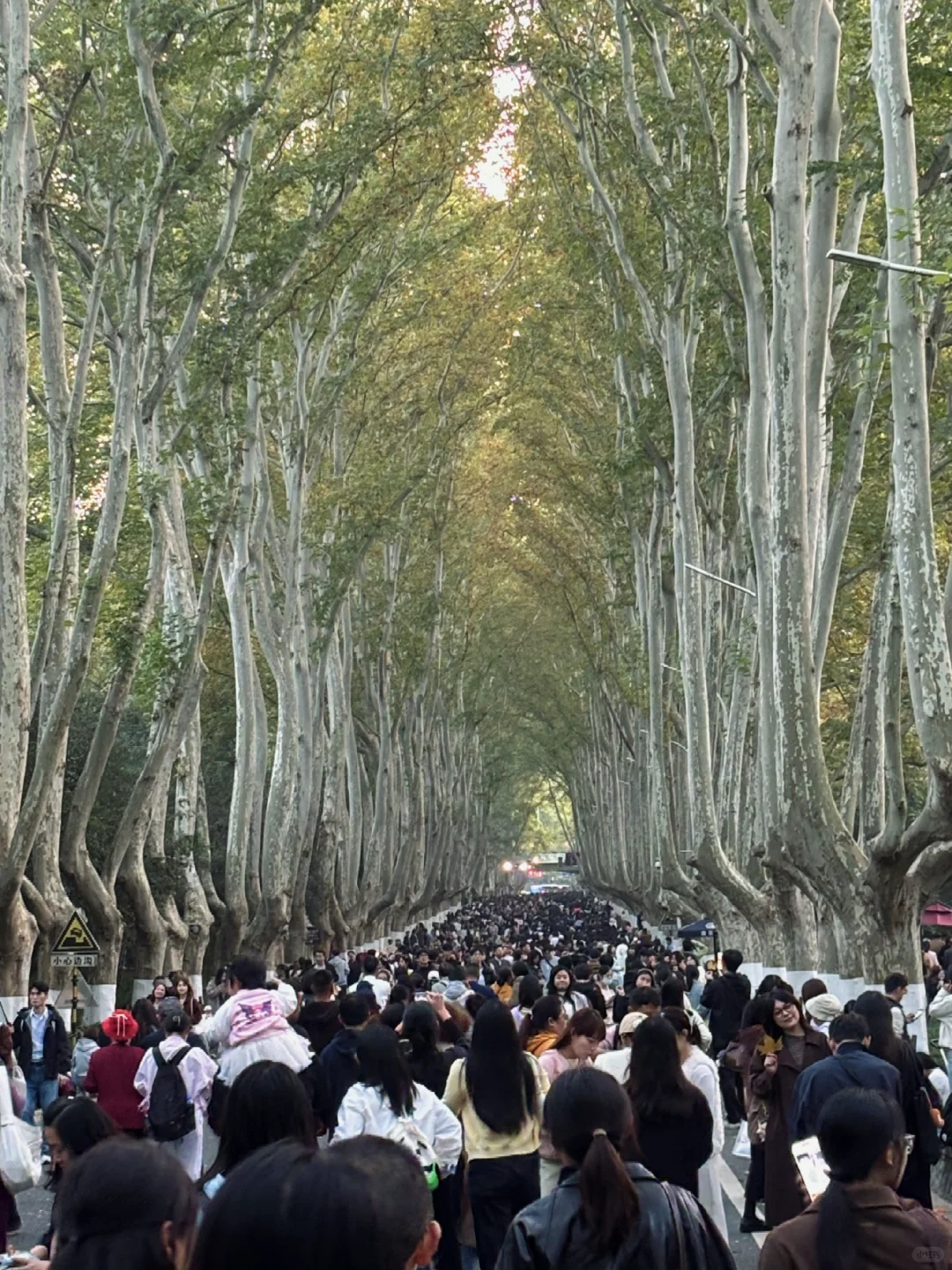 11.16 梧桐大道已被攻陷