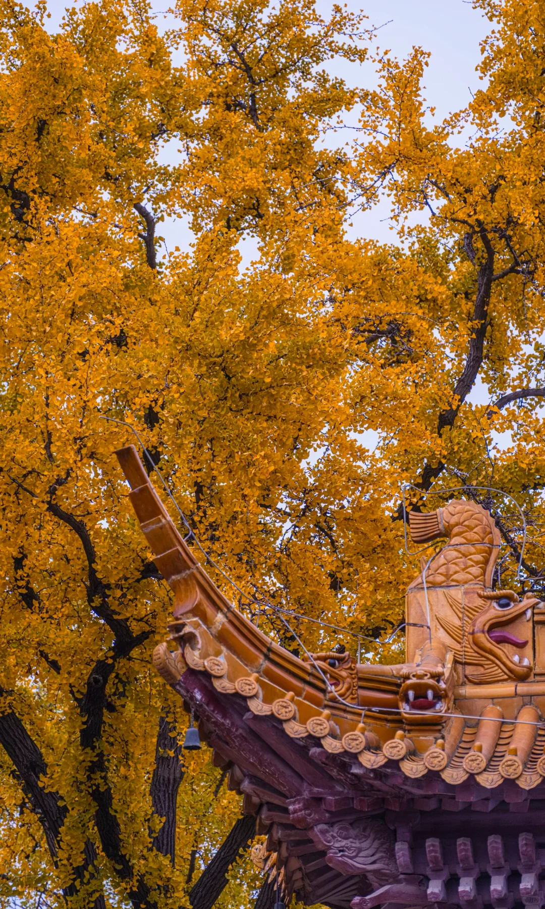 接下来10天，没有一座城市比南京更懂秋天🍂