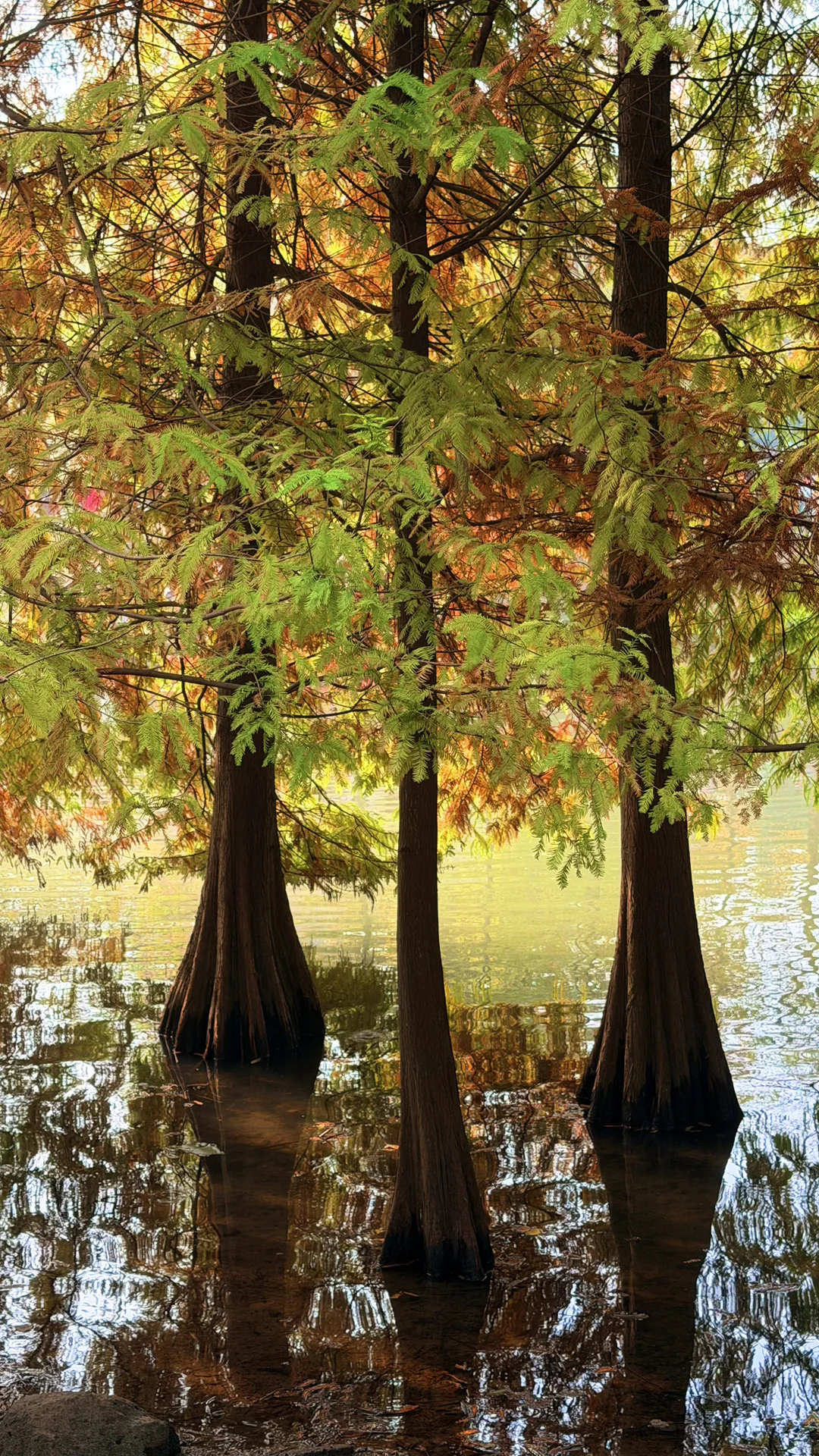 11.14实况|南京燕雀湖的落羽杉杀疯了！！！！