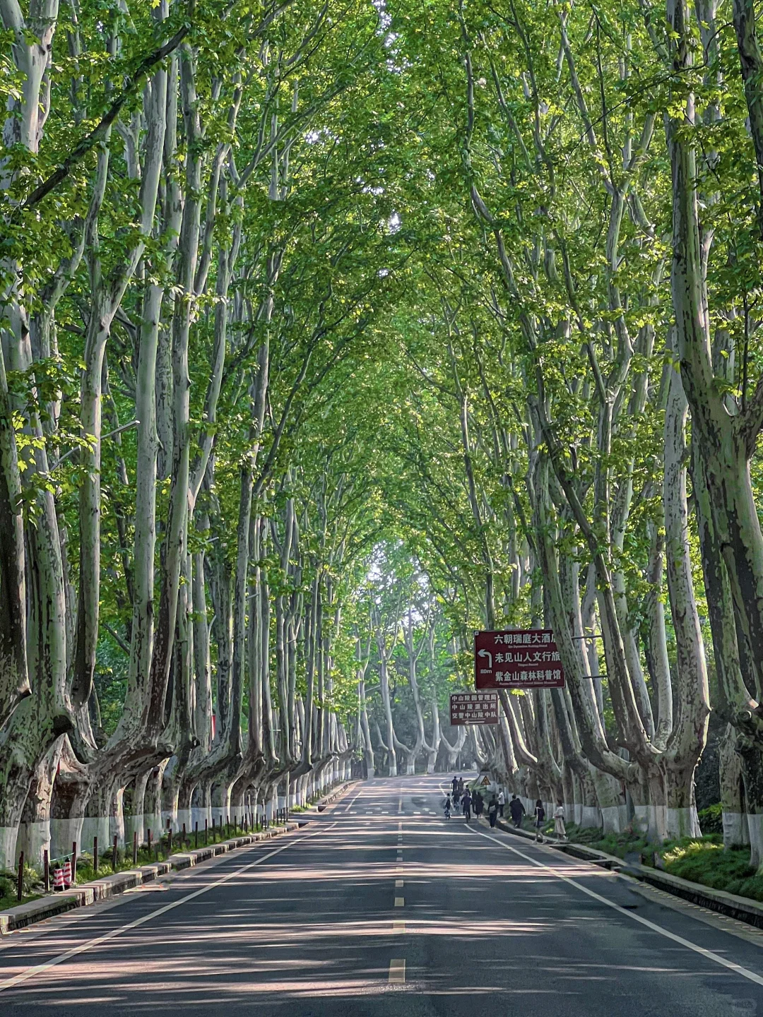 因为这1️⃣8️⃣张照片，我专门去了一趟南京‼️