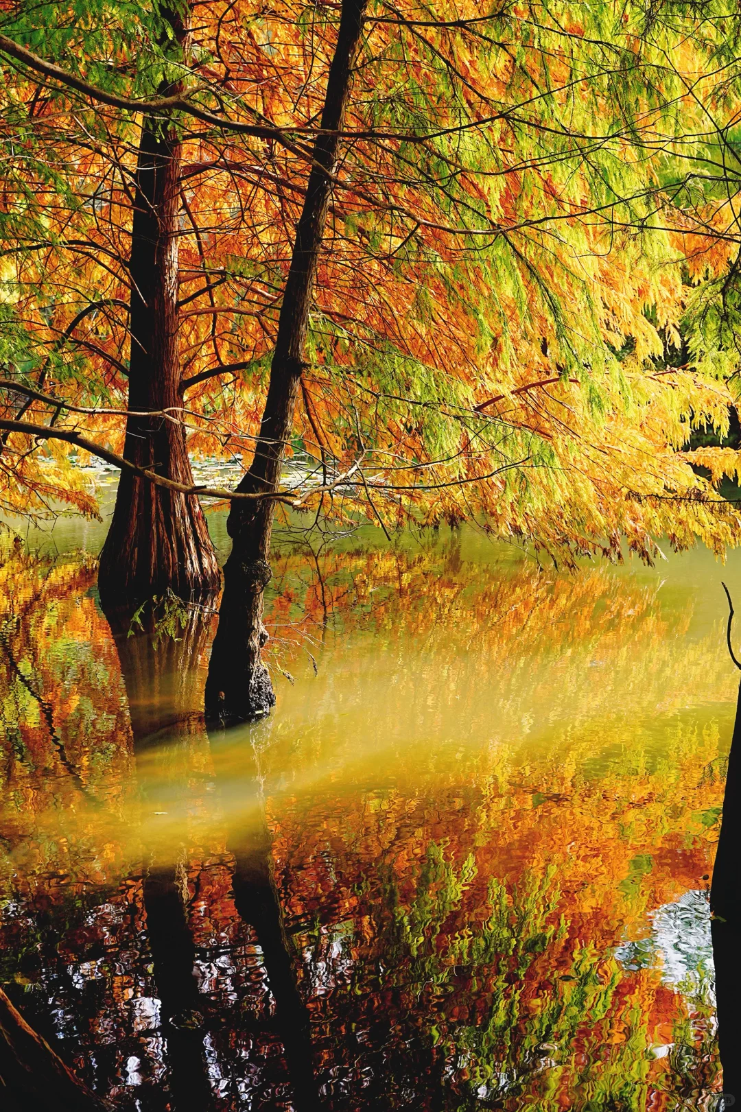 11.10实拍｜在明孝陵抬头看树时被美哭了😭