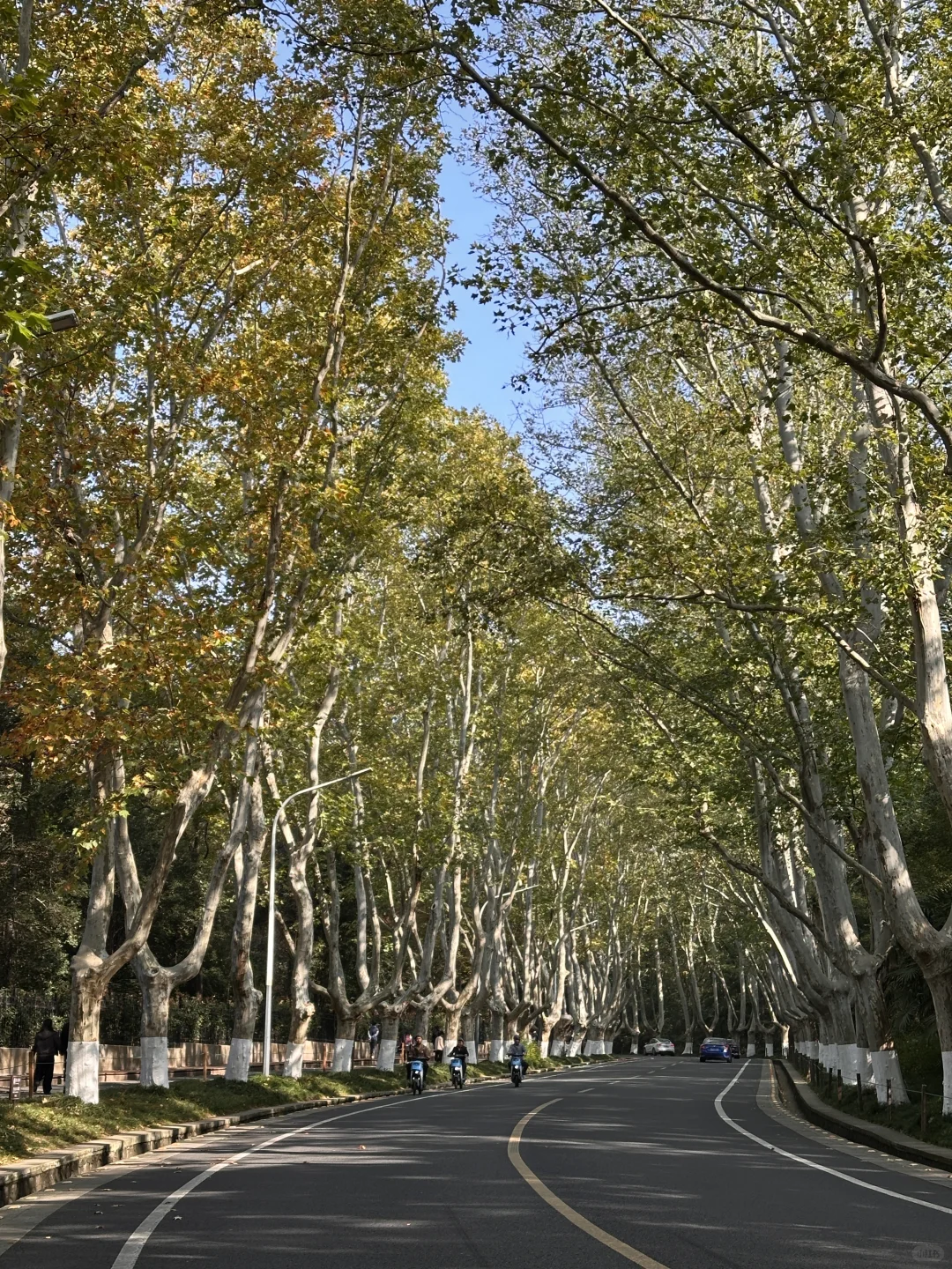 11.13实拍live，南京梧桐大道开始变黄啦❗️