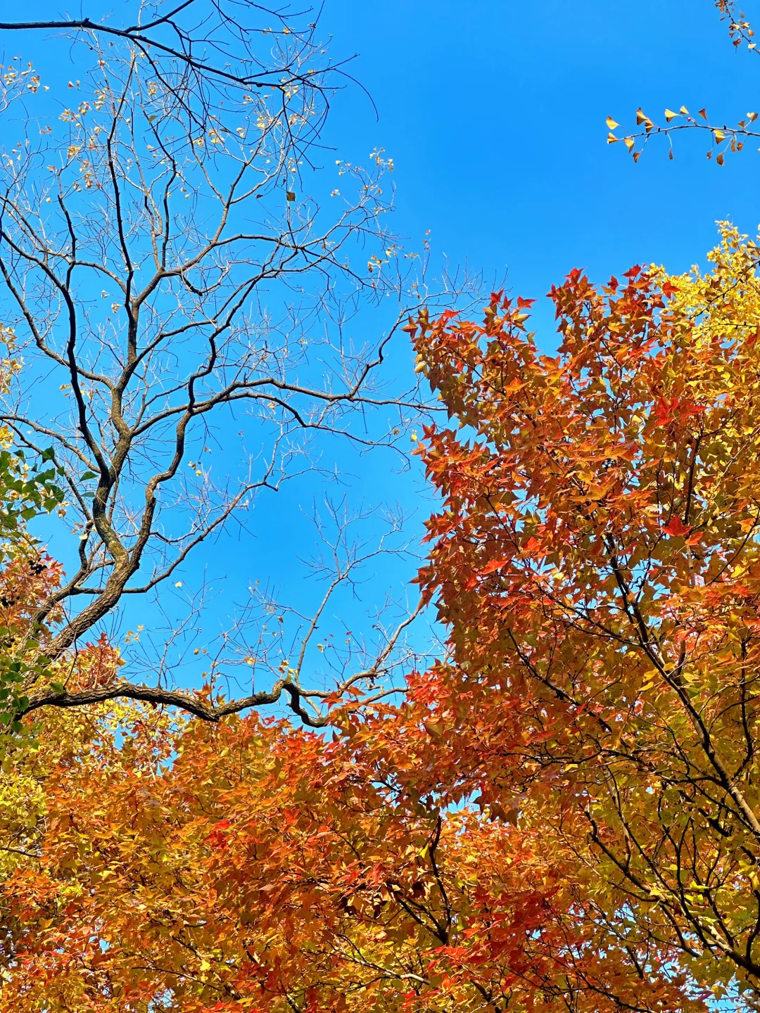 11.12明孝陵：绝美就是这几天，一定要去！