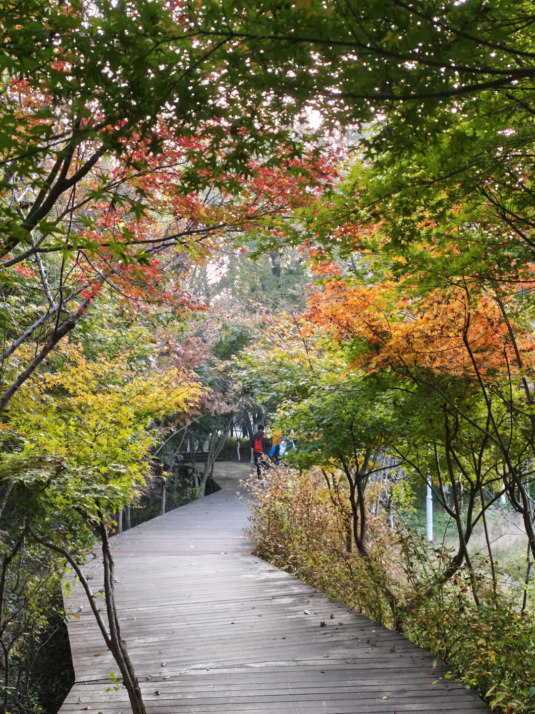 💥红啦！南京栖霞山免费赏枫指南来啦