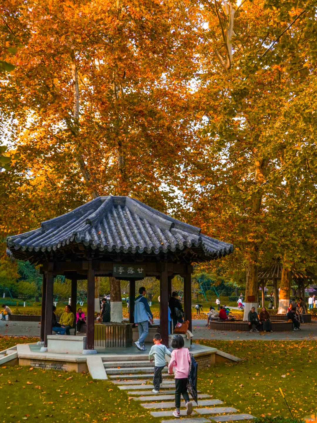 南京｜实拍高座寺银杏树开始进入观赏期