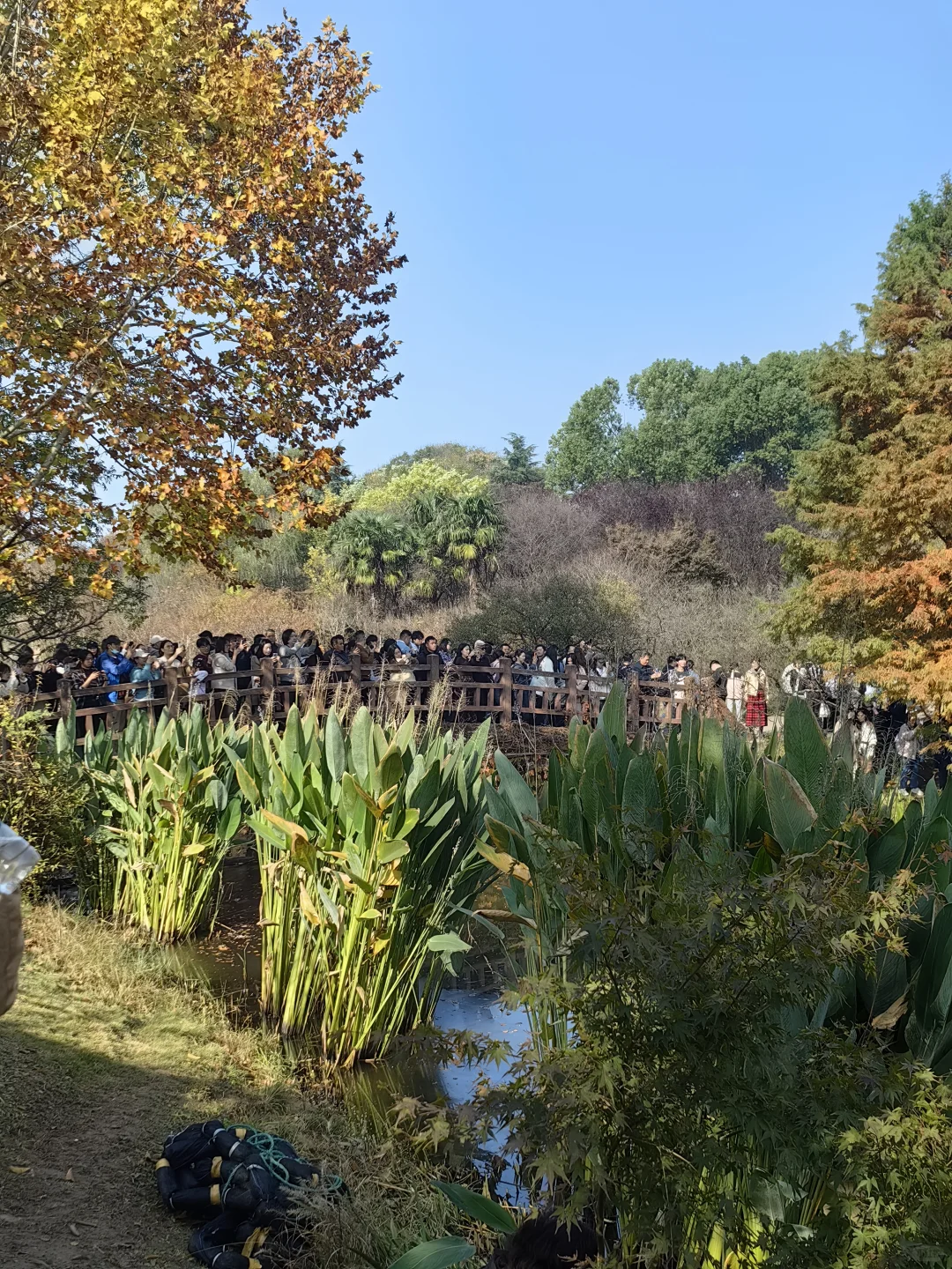 11月15日周末南京燕雀湖实况