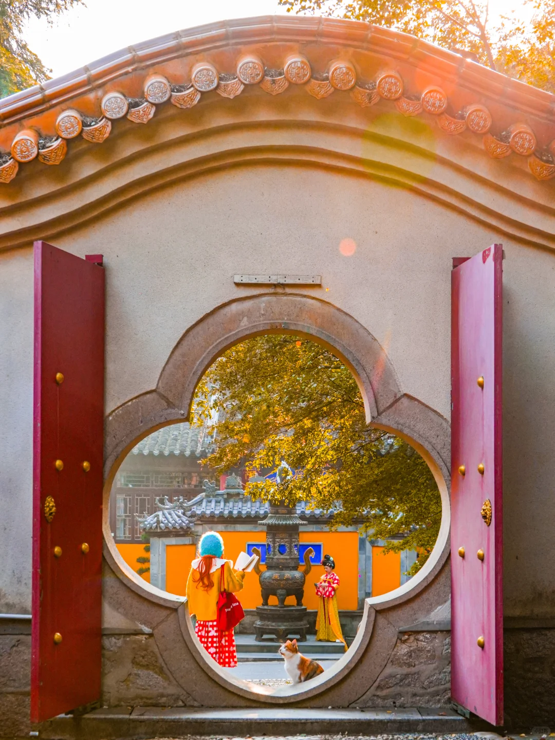 南京｜实拍高座寺银杏树开始进入观赏期