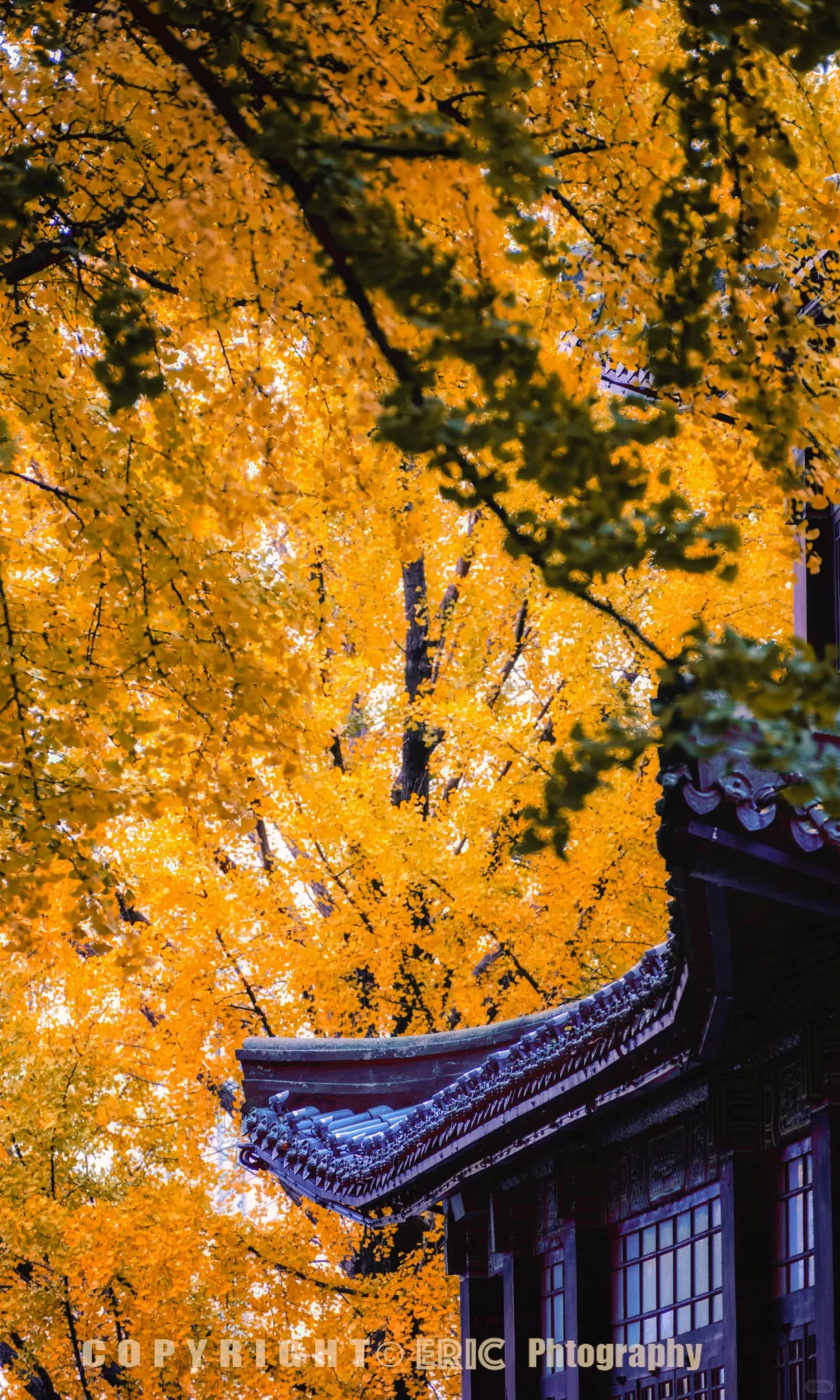 接下来10天，没有一座城市比南京更懂秋天🍂